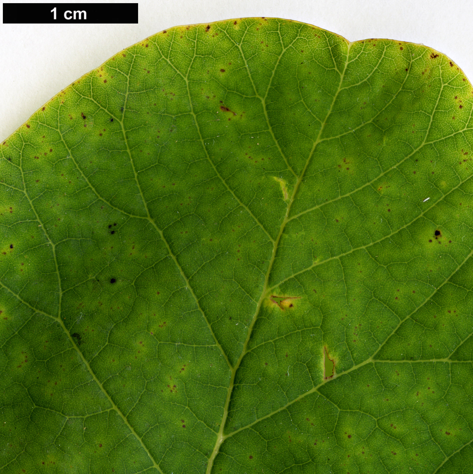 High resolution image: Family: Anacardiaceae - Genus: Cotinus - Taxon: obovatus