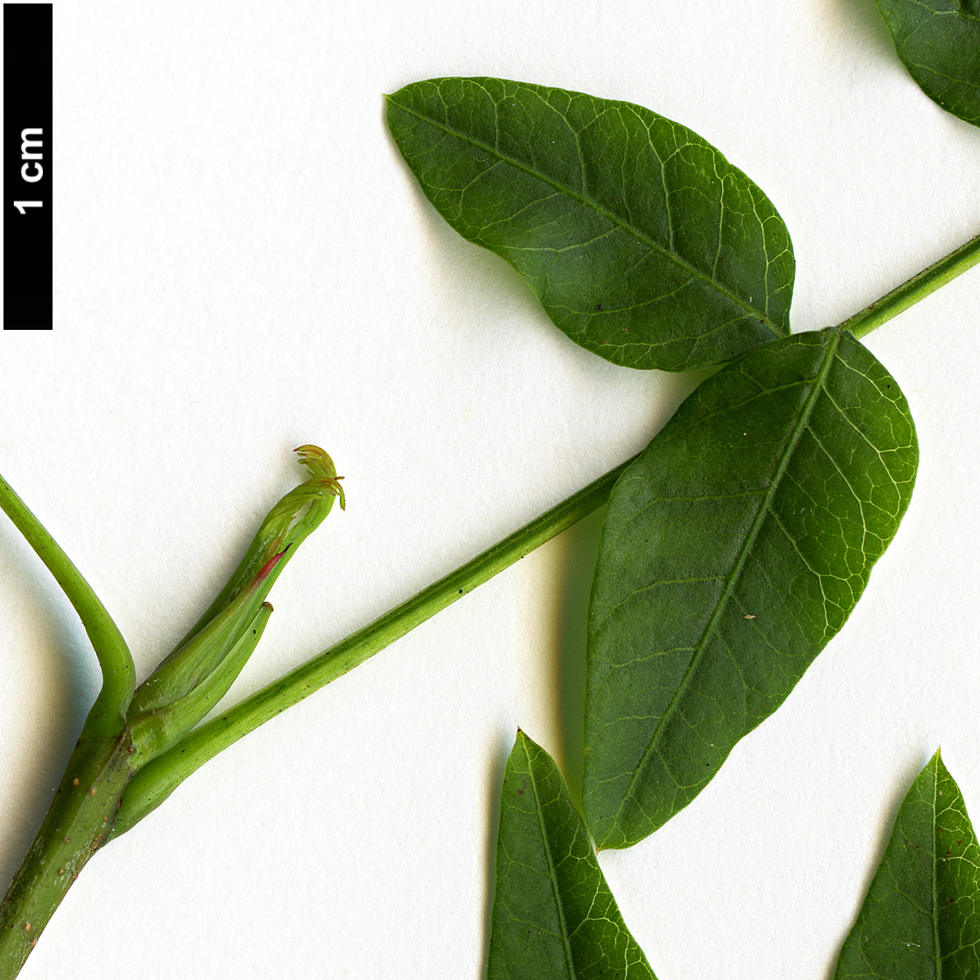 High resolution image: Family: Anacardiaceae - Genus: Pistacia - Taxon: chinensis