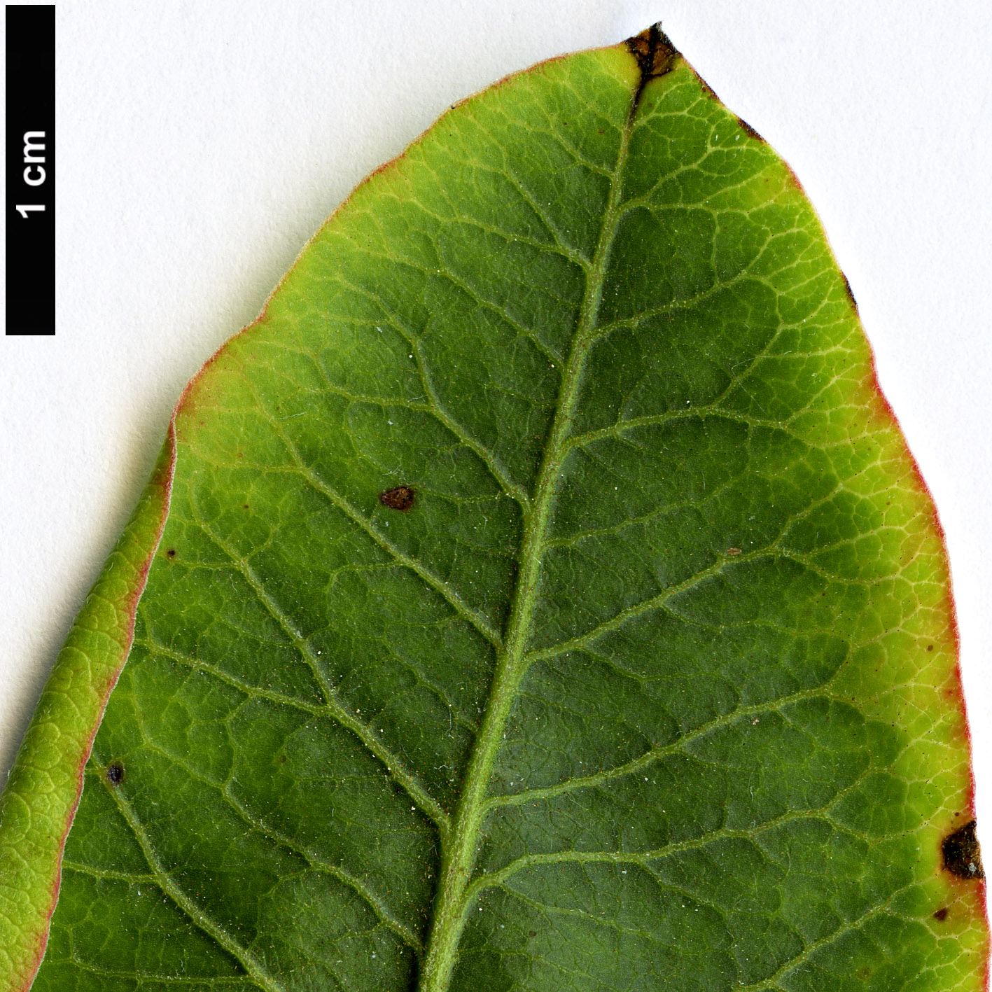 High resolution image: Family: Anacardiaceae - Genus: Pistacia - Taxon: vera High resolution image: Family: Anacardiaceae - Genus: Pistacia - Taxon: vera