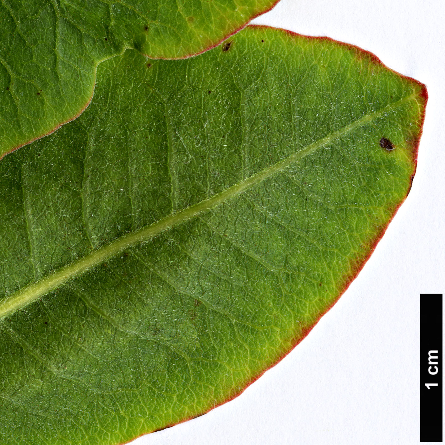 High resolution image: Family: Anacardiaceae - Genus: Pistacia - Taxon: vera High resolution image: Family: Anacardiaceae - Genus: Pistacia - Taxon: vera