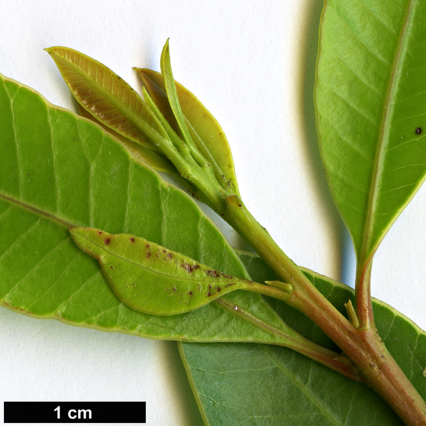 High resolution image: Family: Anacardiaceae - Genus: Protorhus - Taxon: longifolia High resolution image: Family: Anacardiaceae - Genus: Protorhus - Taxon: longifolia