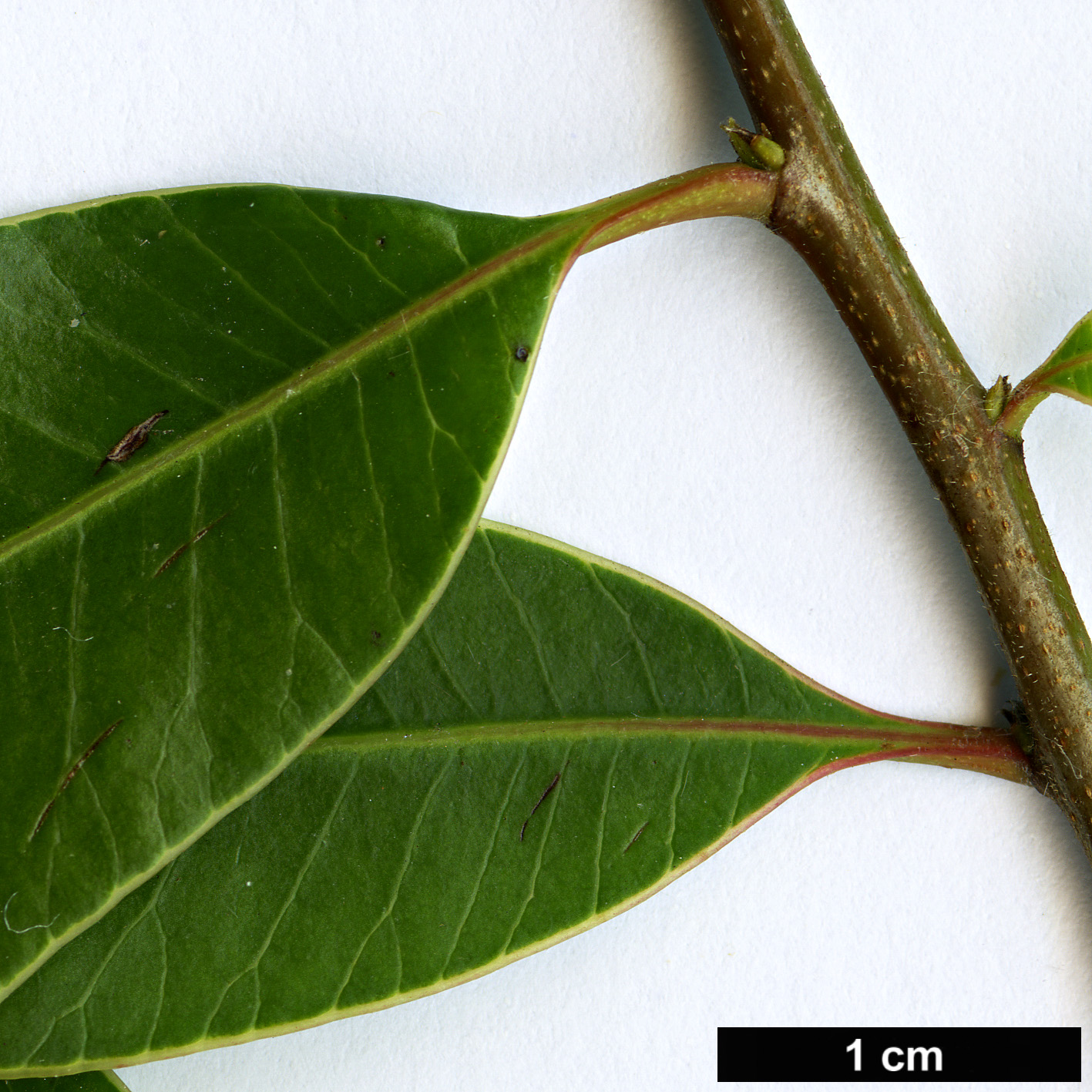 High resolution image: Family: Anacardiaceae - Genus: Protorhus - Taxon: longifolia High resolution image: Family: Anacardiaceae - Genus: Protorhus - Taxon: longifolia