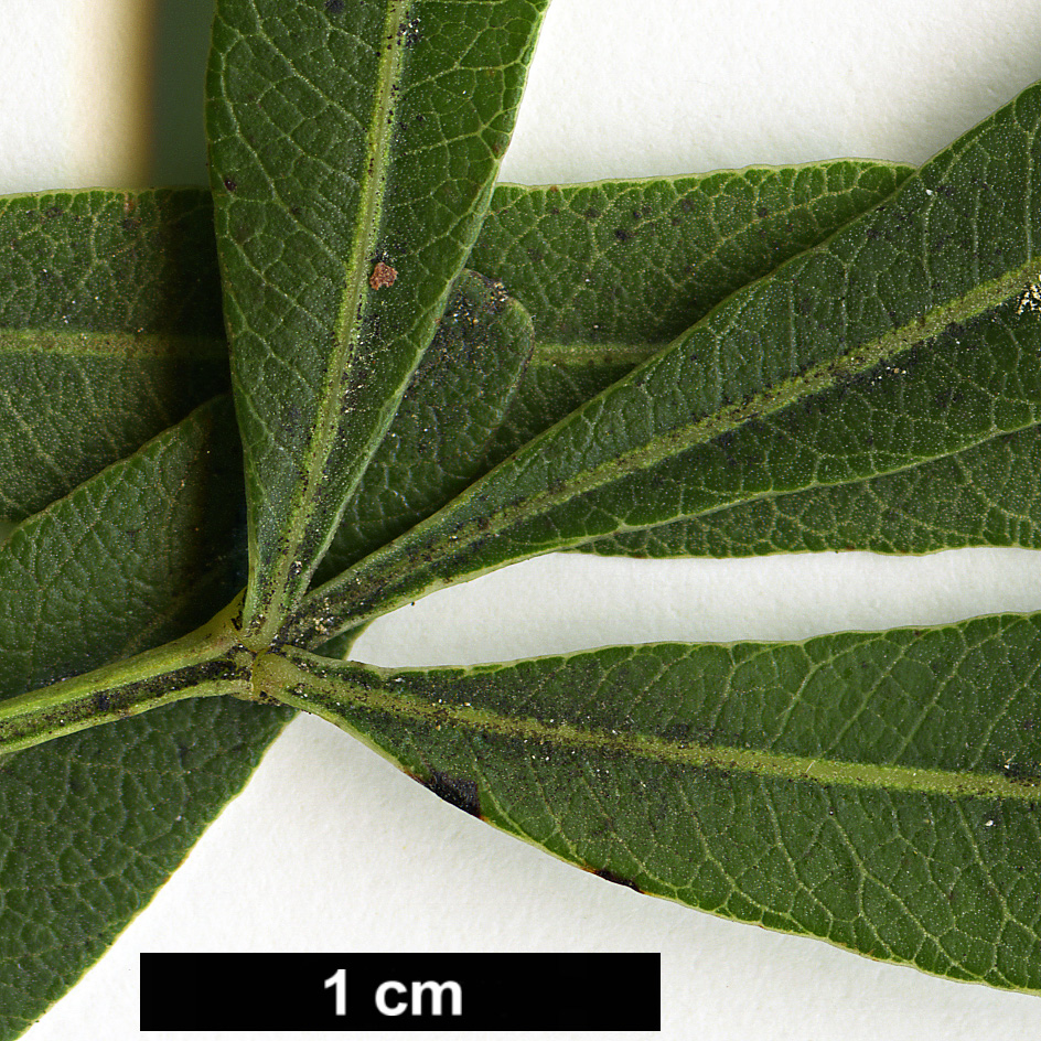 High resolution image: Family: Anacardiaceae - Genus: Rhus - Taxon: lancea High resolution image: Family: Anacardiaceae - Genus: Rhus - Taxon: lancea