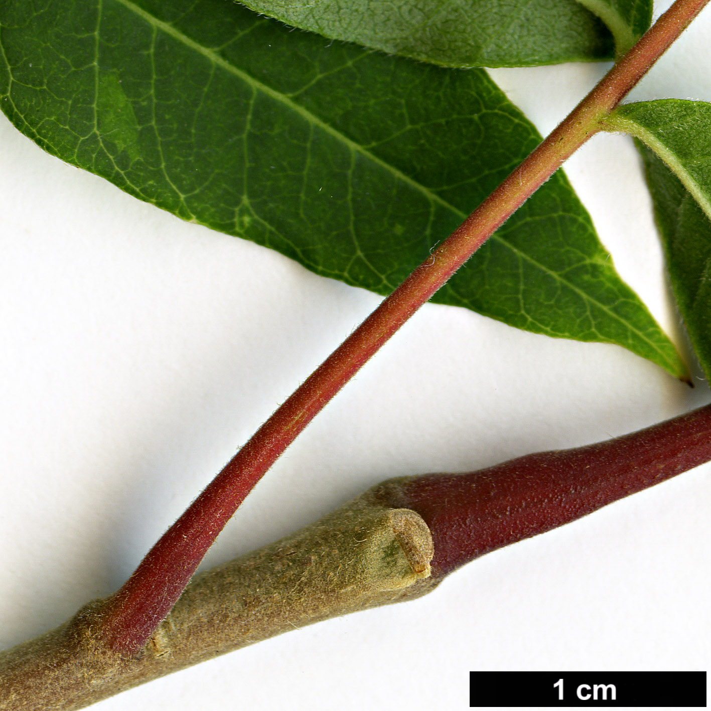 High resolution image: Family: Anacardiaceae - Genus: Rhus - Taxon: potaninii High resolution image: Family: Anacardiaceae - Genus: Rhus - Taxon: potaninii