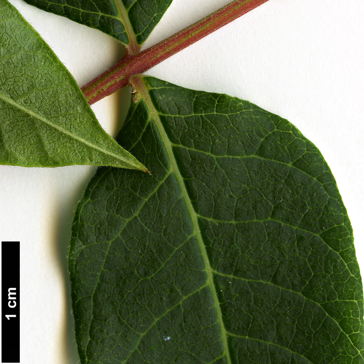 High resolution image: Family: Anacardiaceae - Genus: Rhus - Taxon: potaninii High resolution image: Family: Anacardiaceae - Genus: Rhus - Taxon: potaninii