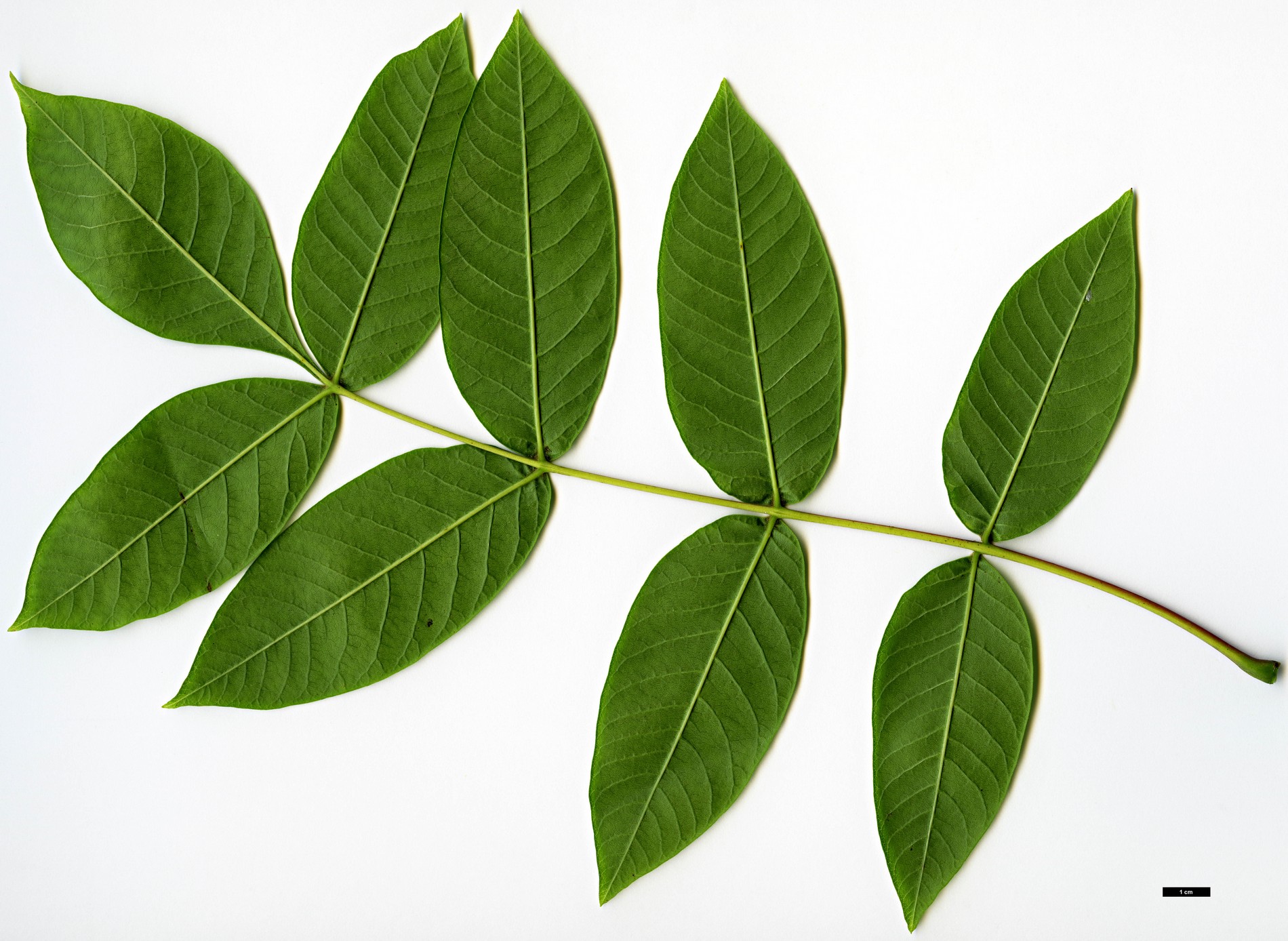 High resolution image: Family: Anacardiaceae - Genus: Rhus - Taxon: potaninii High resolution image: Family: Anacardiaceae - Genus: Rhus - Taxon: potaninii