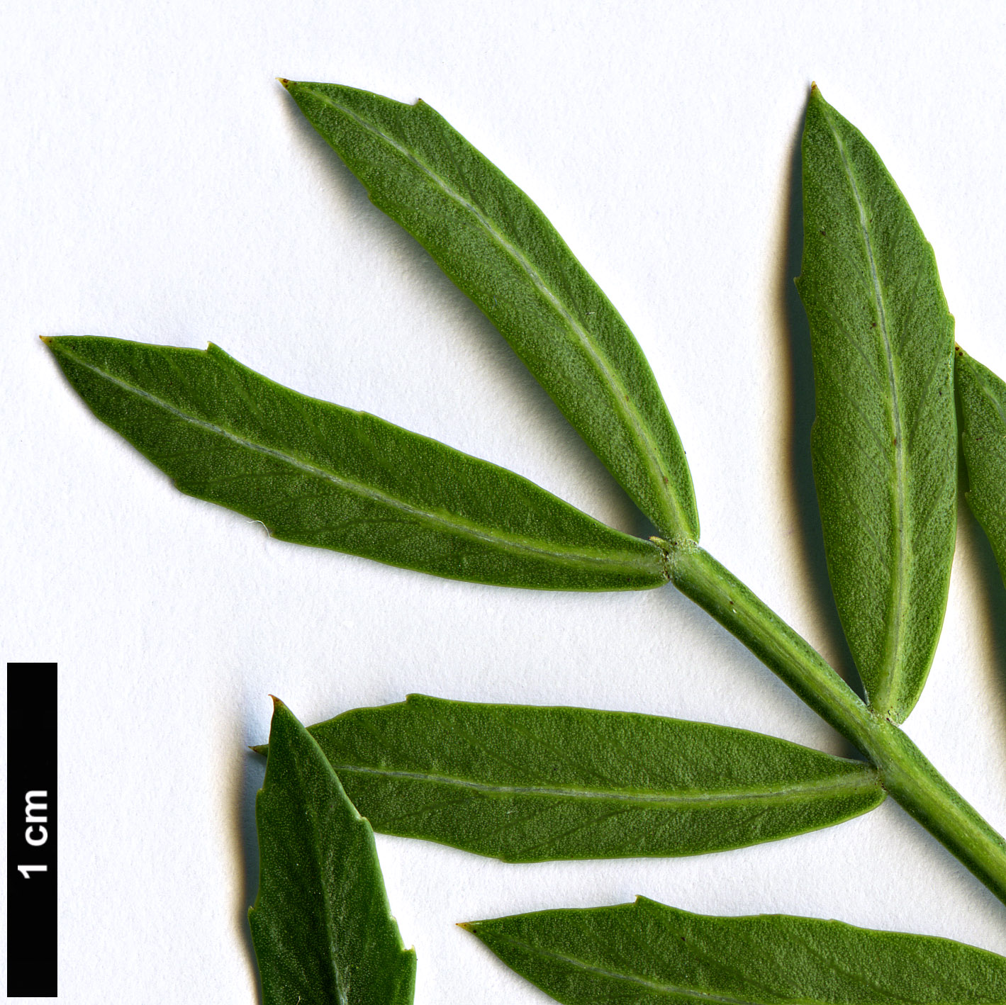 High resolution image: Family: Anacardiaceae - Genus: Schinus - Taxon: lentiscifolius