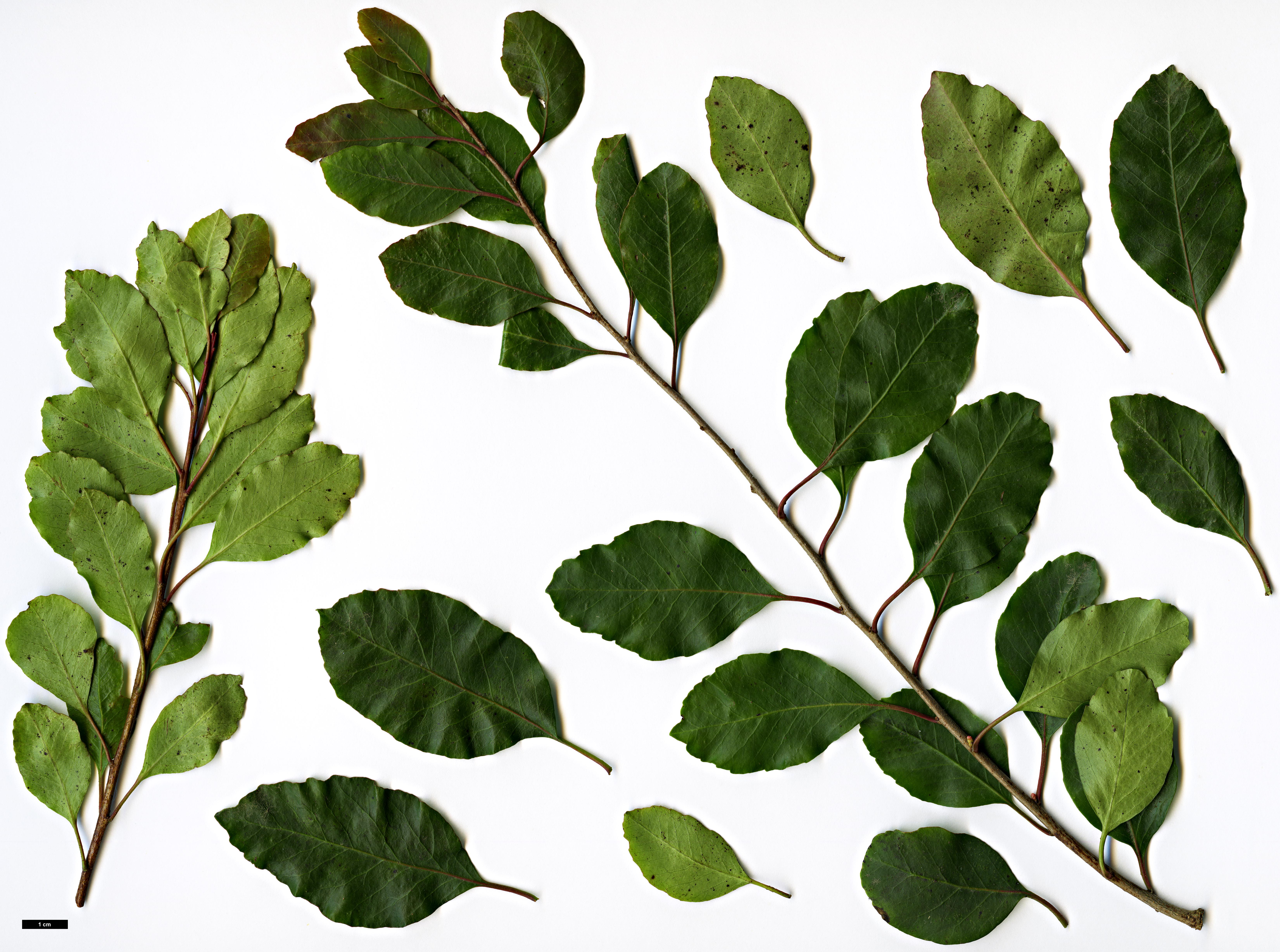 High resolution image: Family: Anacardiaceae - Genus: Schinus - Taxon: patagonicus