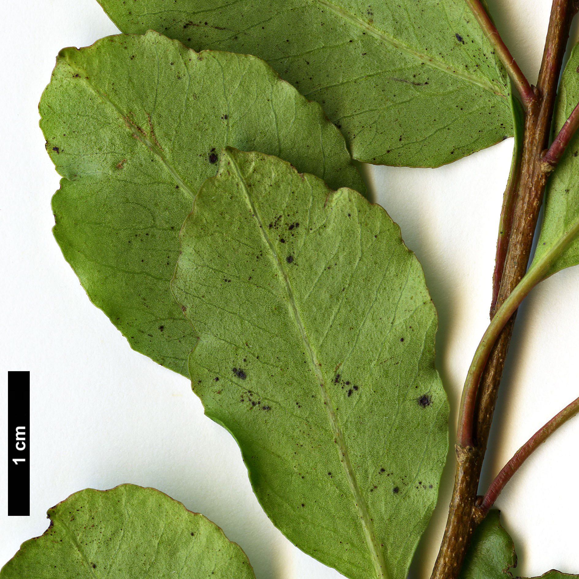 High resolution image: Family: Anacardiaceae - Genus: Schinus - Taxon: patagonicus