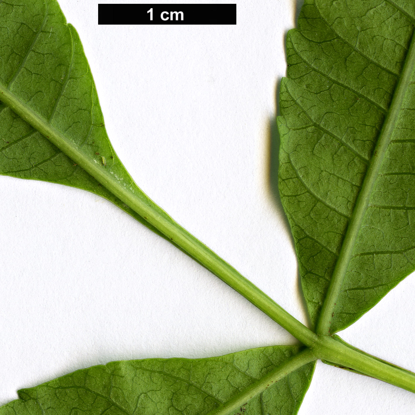 High resolution image: Family: Anacardiaceae - Genus: Schinus - Taxon: terebinthifolius High resolution image: Family: Anacardiaceae - Genus: Schinus - Taxon: terebinthifolius