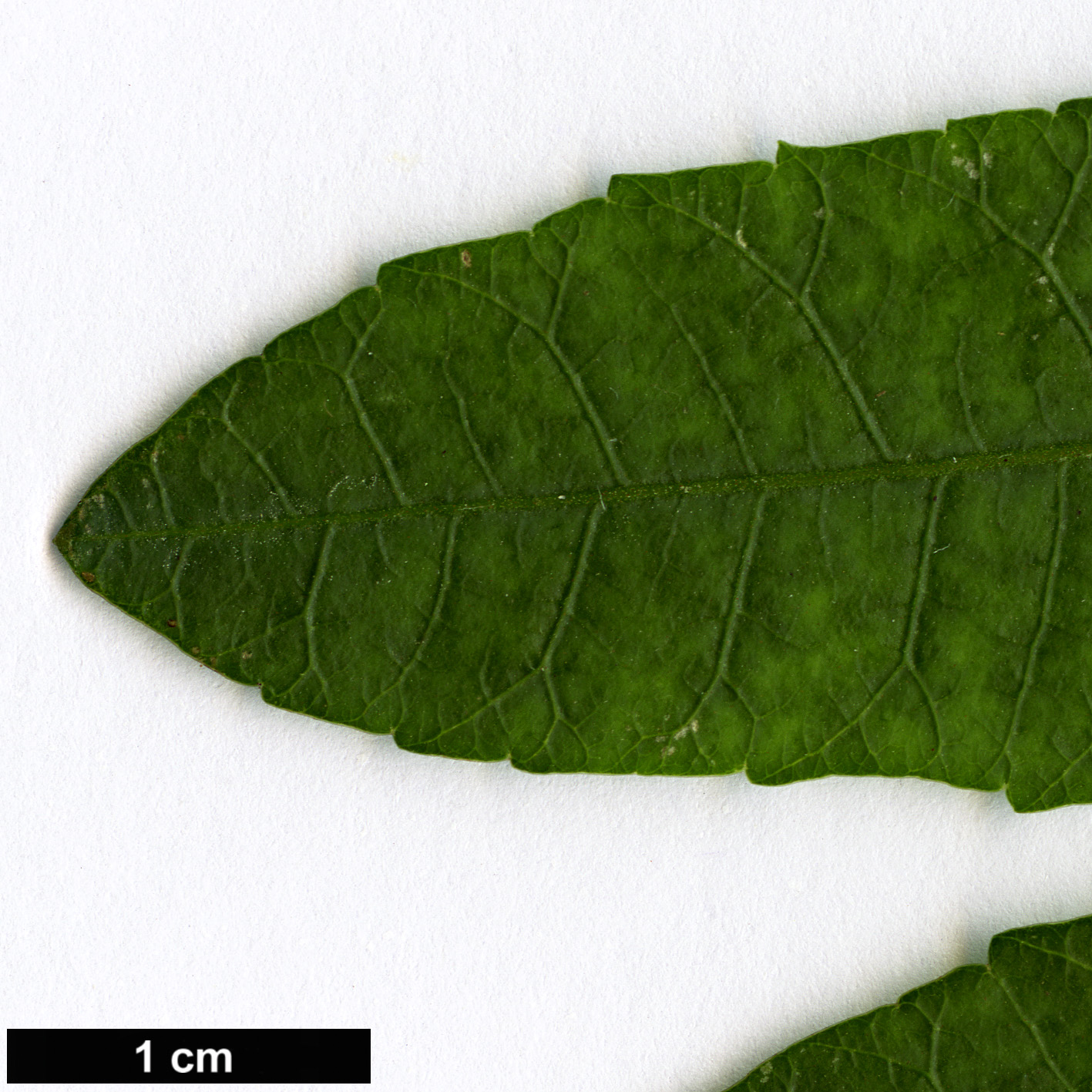 High resolution image: Family: Anacardiaceae - Genus: Schinus - Taxon: terebinthifolius High resolution image: Family: Anacardiaceae - Genus: Schinus - Taxon: terebinthifolius