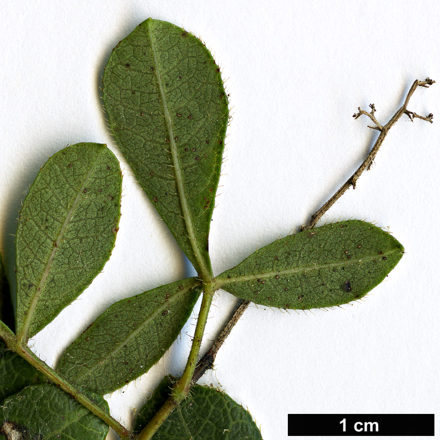 High resolution image: Family: Anacardiaceae - Genus: Searsia - Taxon: laevigata High resolution image: Family: Anacardiaceae - Genus: Searsia - Taxon: laevigata