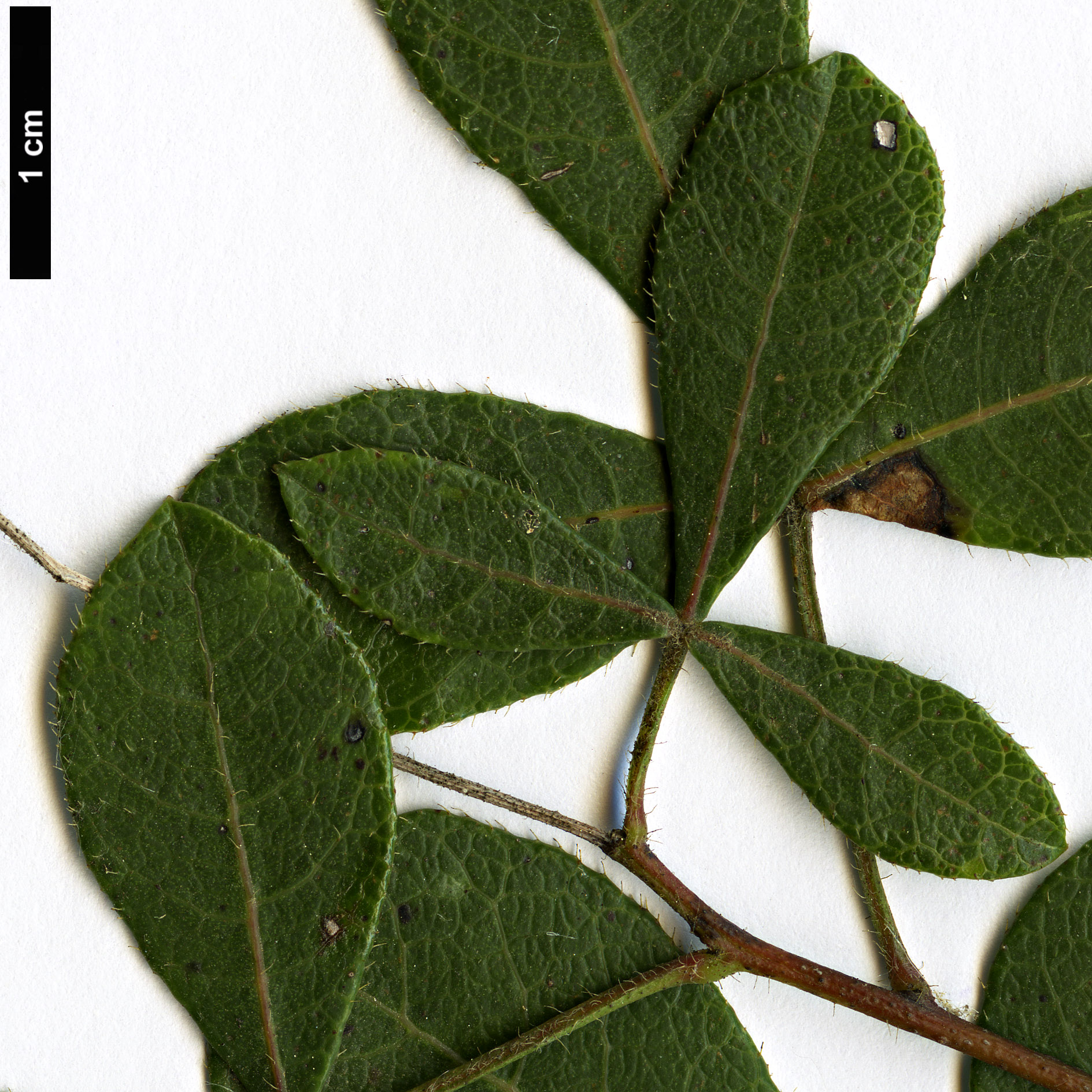 High resolution image: Family: Anacardiaceae - Genus: Searsia - Taxon: laevigata High resolution image: Family: Anacardiaceae - Genus: Searsia - Taxon: laevigata