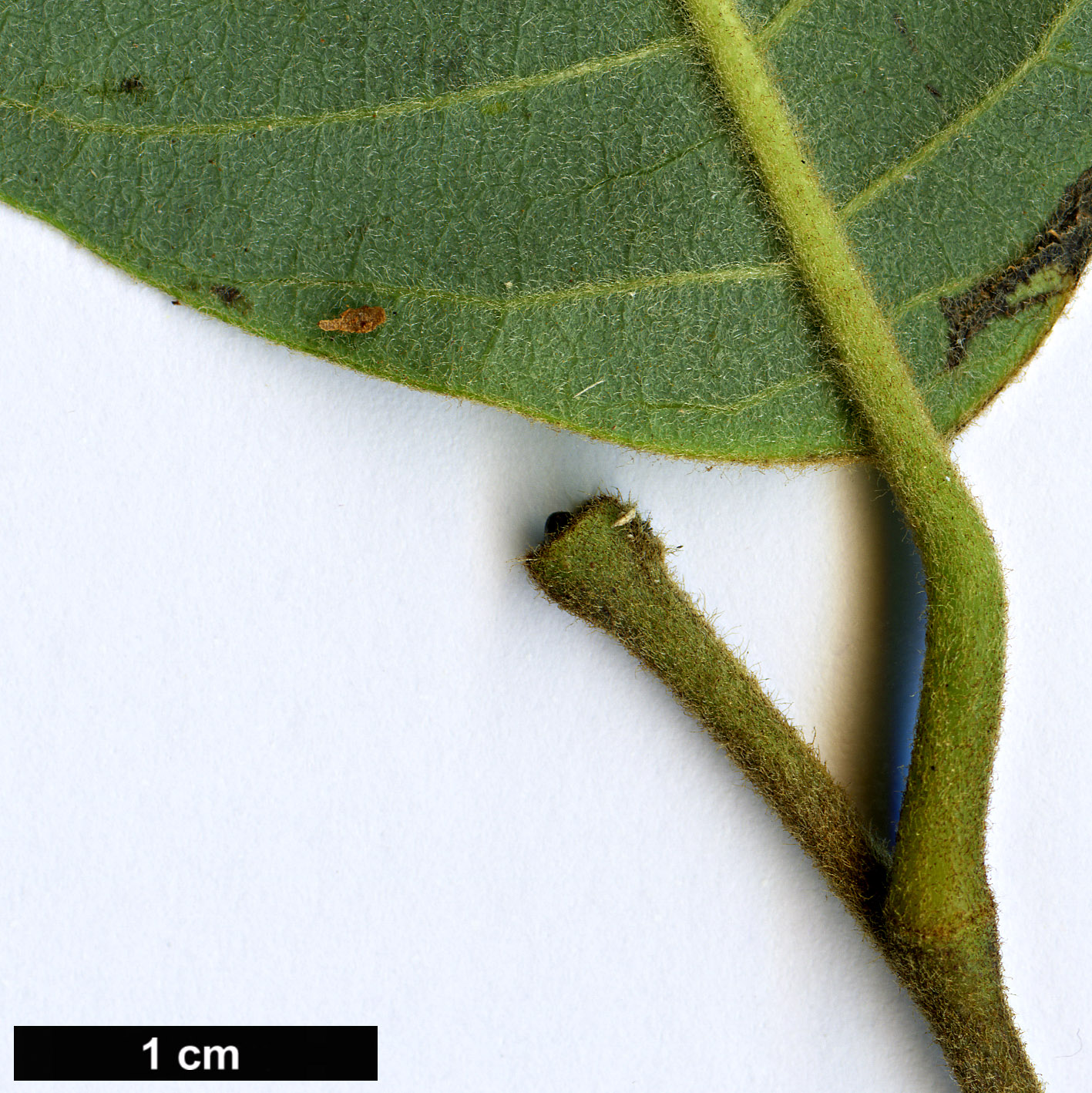 High resolution image: Family: Annonaceae - Genus: Annona - Taxon: cherimola High resolution image: Family: Annonaceae - Genus: Annona - Taxon: cherimola