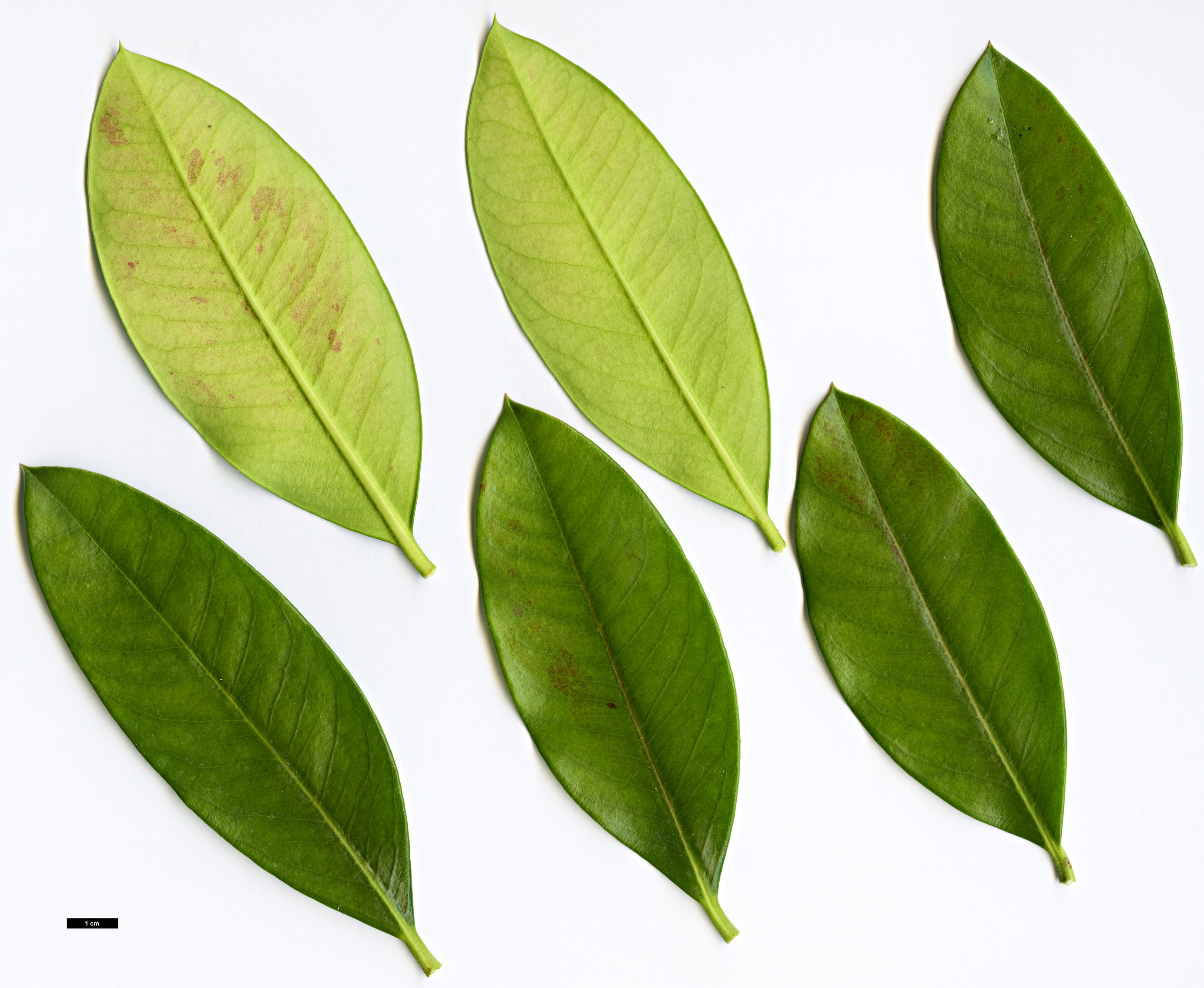 High resolution image: Family: Apocynaceae - Genus: Acokanthera - Taxon: oblongifolia High resolution image: Family: Apocynaceae - Genus: Acokanthera - Taxon: oblongifolia