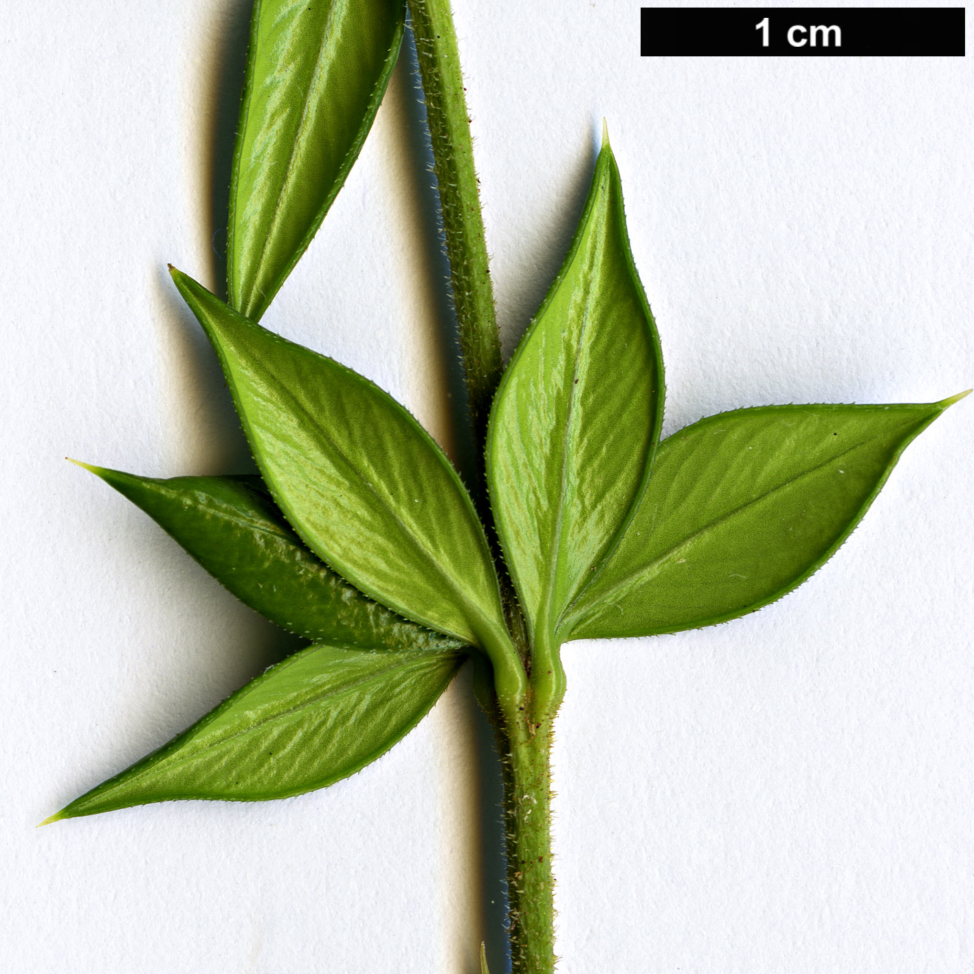 High resolution image: Family: Apocynaceae - Genus: Alyxia - Taxon: ruscifolia High resolution image: Family: Apocynaceae - Genus: Alyxia - Taxon: ruscifolia