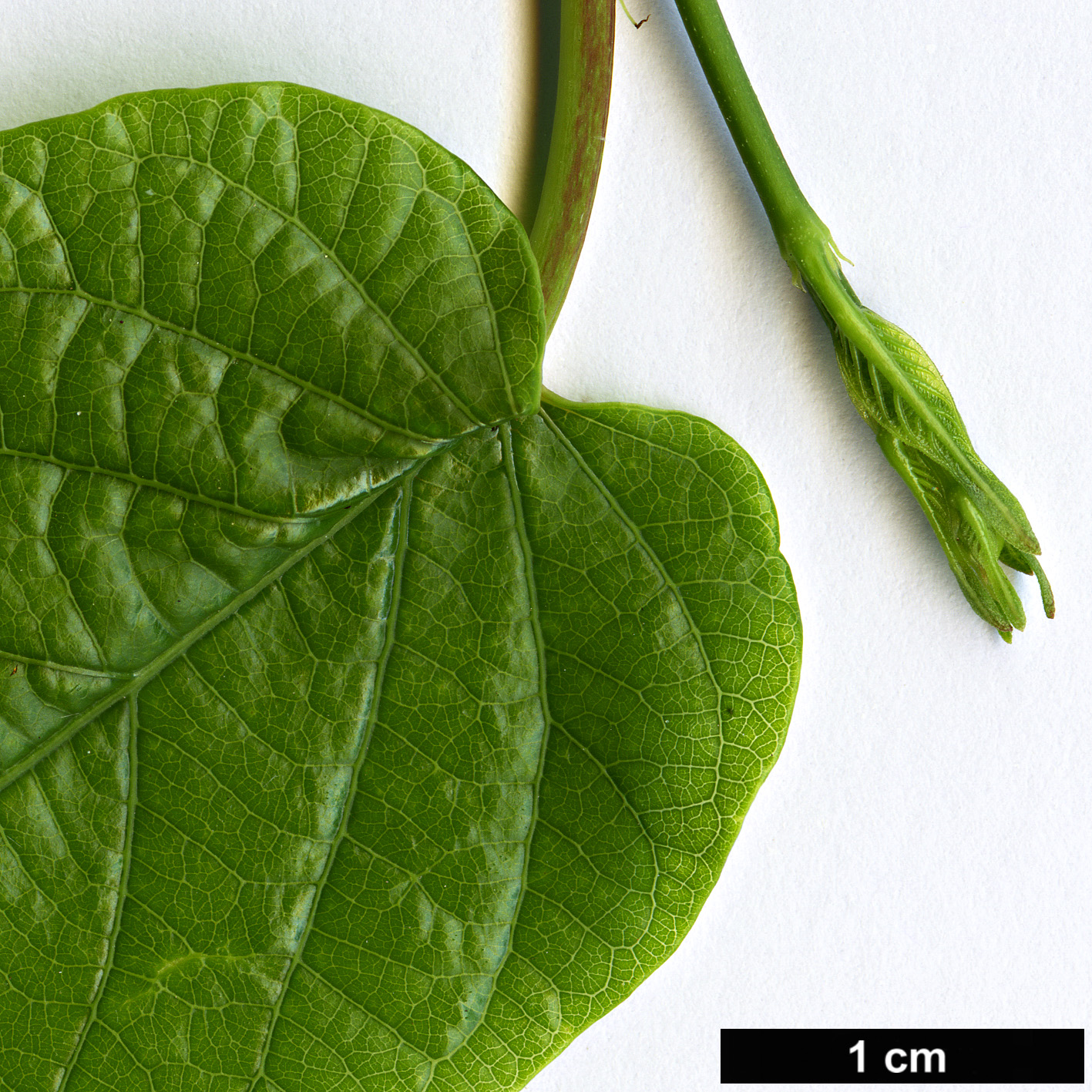 High resolution image: Family: Apocynaceae - Genus: Mandevilla - Taxon: laxa
