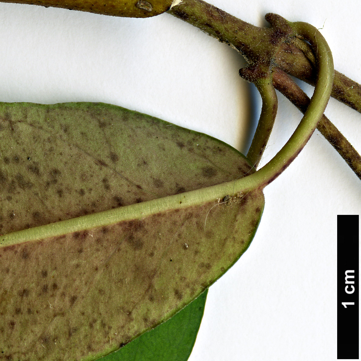 High resolution image: Family: Apocynaceae - Genus: Parsonsia - Taxon: heterophylla