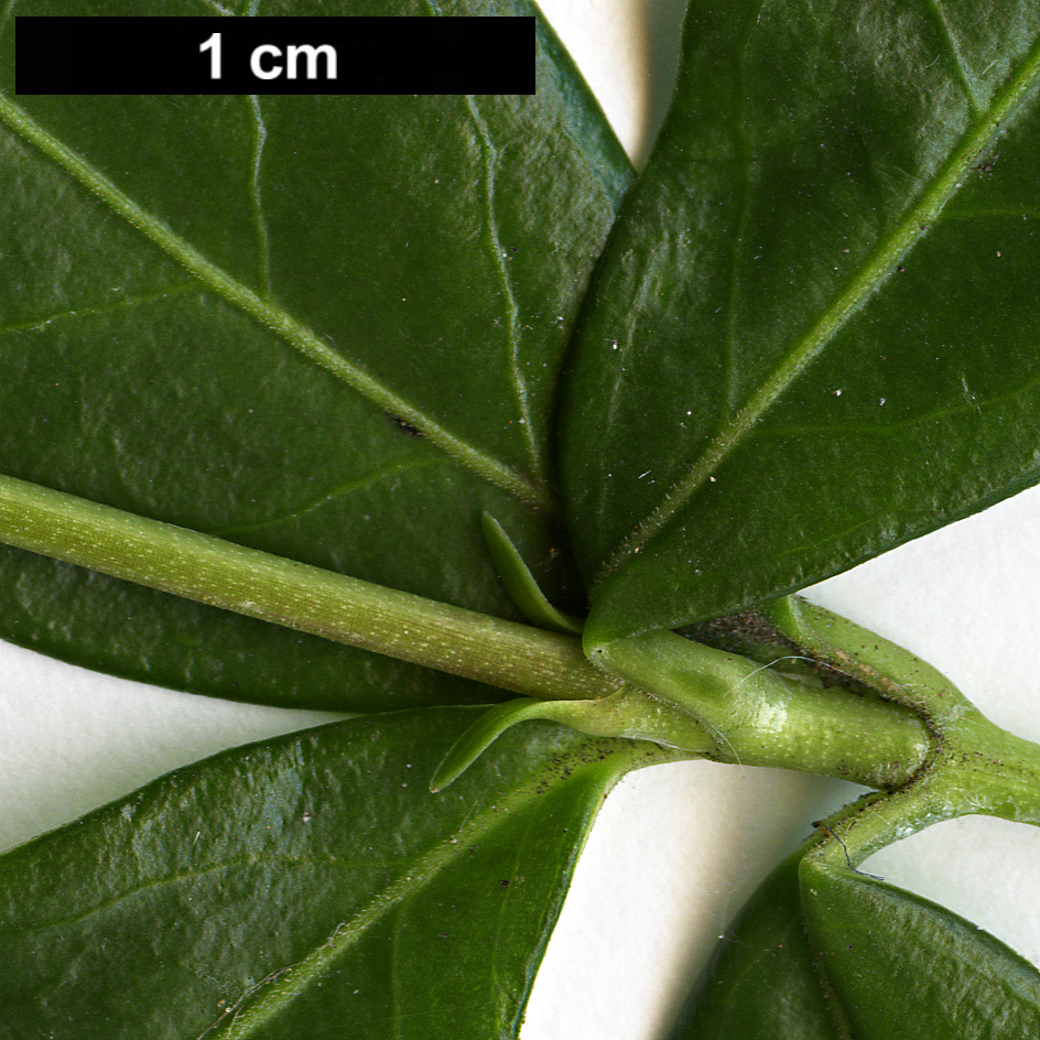 High resolution image: Family: Apocynaceae - Genus: Vinca - Taxon: minor High resolution image: Family: Apocynaceae - Genus: Vinca - Taxon: minor