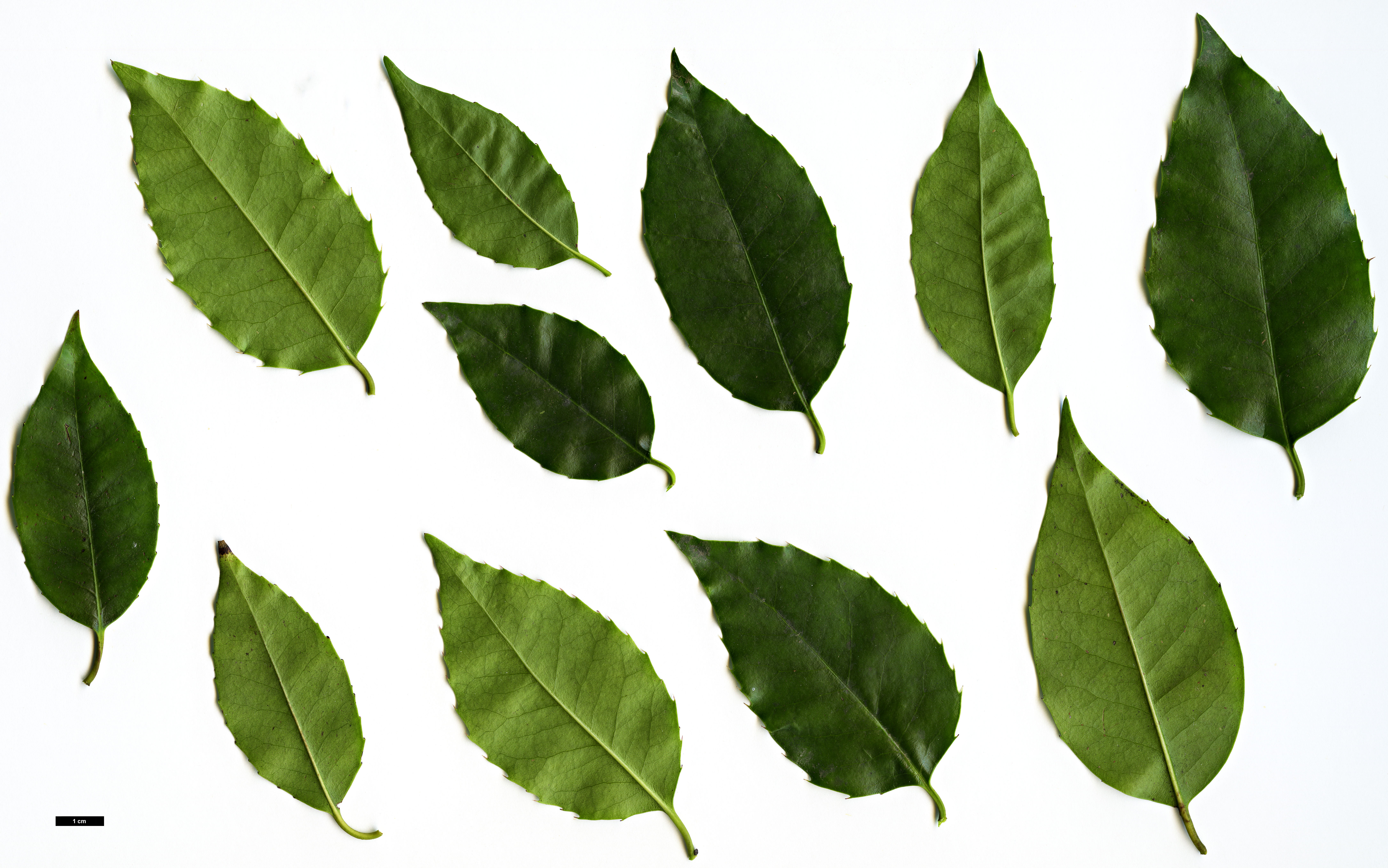 High resolution image: Family: Aquifoliaceae - Genus: Ilex - Taxon: corallina High resolution image: Family: Aquifoliaceae - Genus: Ilex - Taxon: corallina