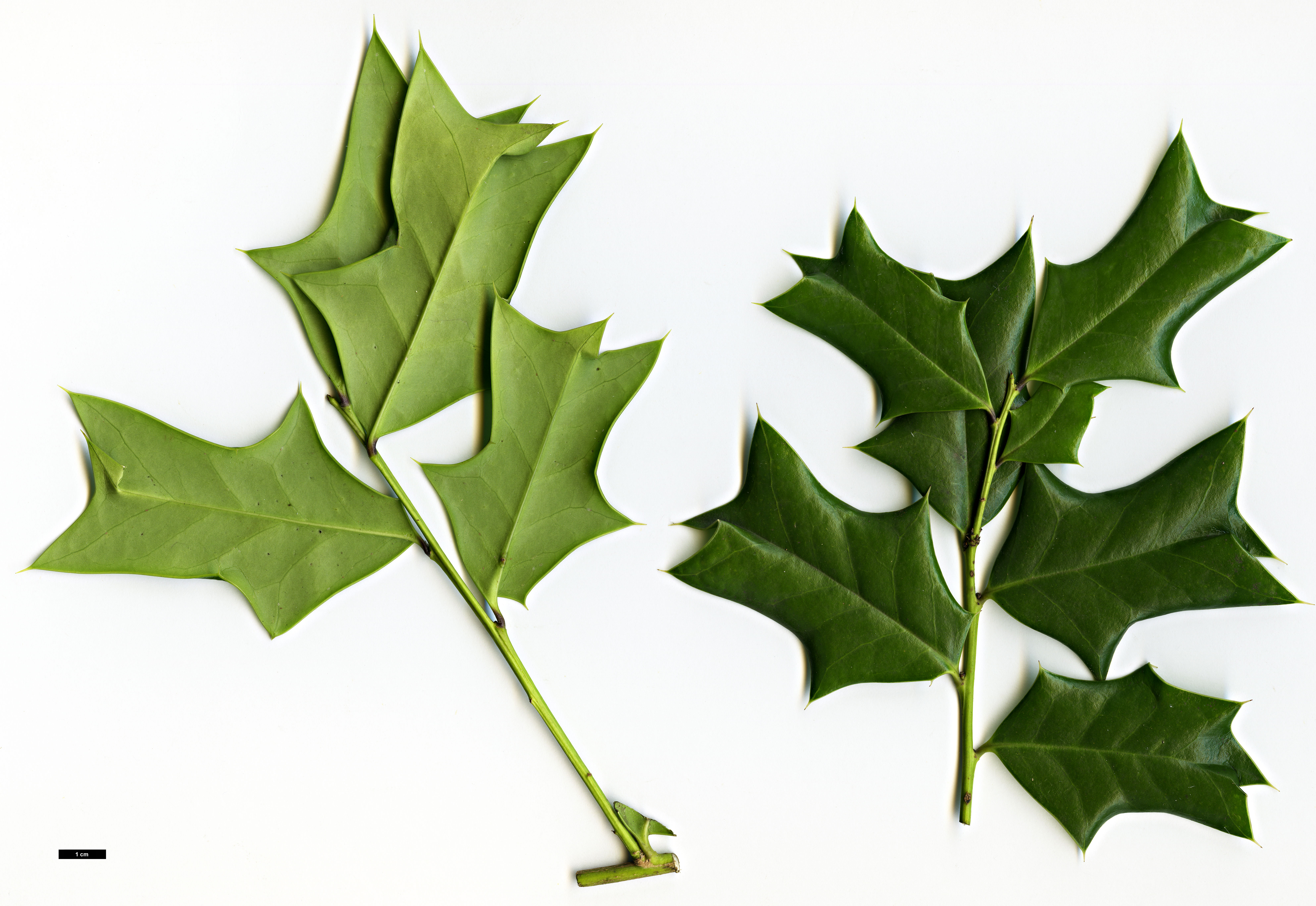 High resolution image: Family: Aquifoliaceae - Genus: Ilex - Taxon: cornuta High resolution image: Family: Aquifoliaceae - Genus: Ilex - Taxon: cornuta