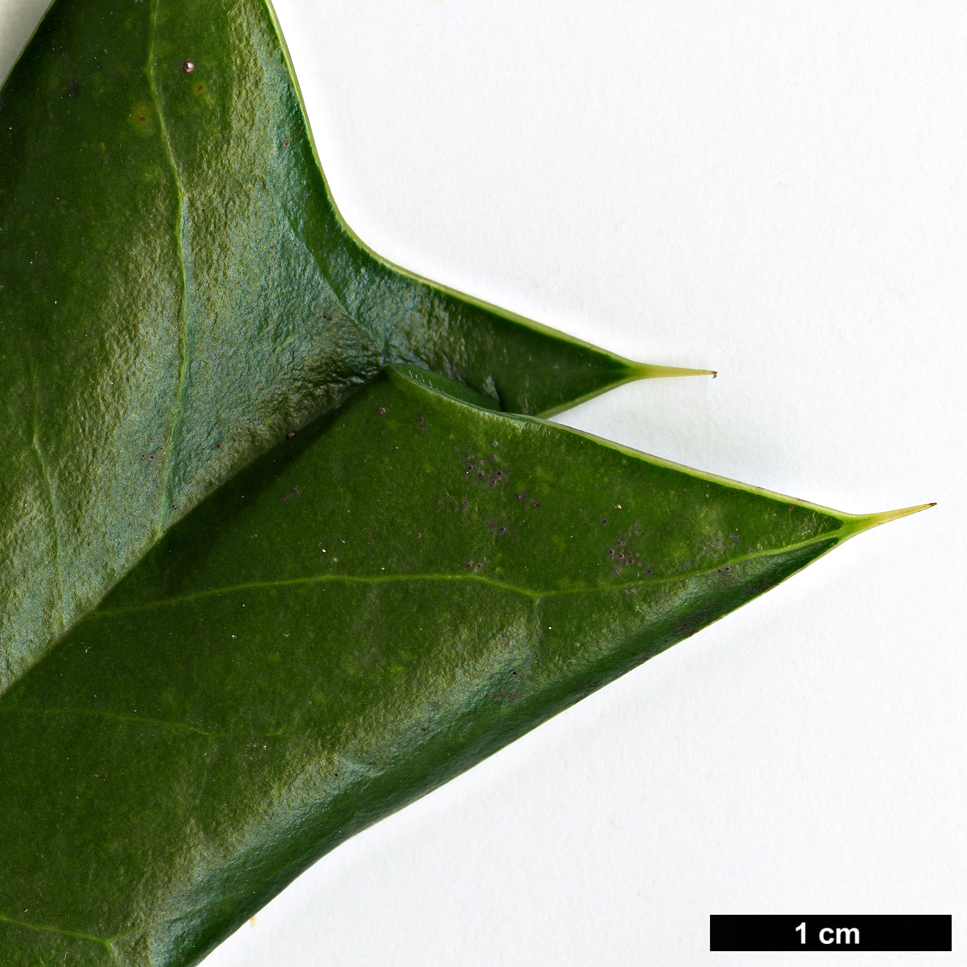 High resolution image: Family: Aquifoliaceae - Genus: Ilex - Taxon: cornuta High resolution image: Family: Aquifoliaceae - Genus: Ilex - Taxon: cornuta