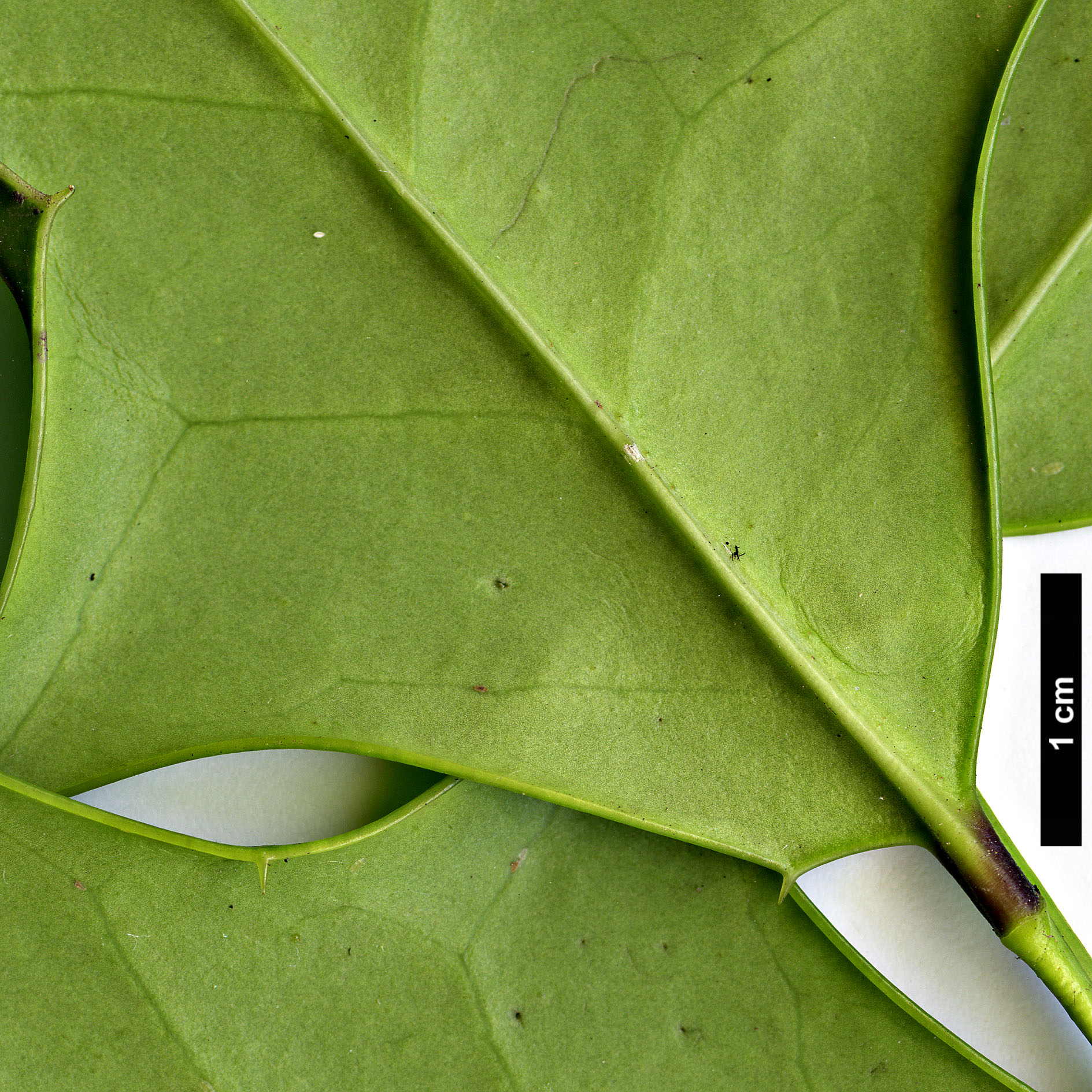 High resolution image: Family: Aquifoliaceae - Genus: Ilex - Taxon: cornuta