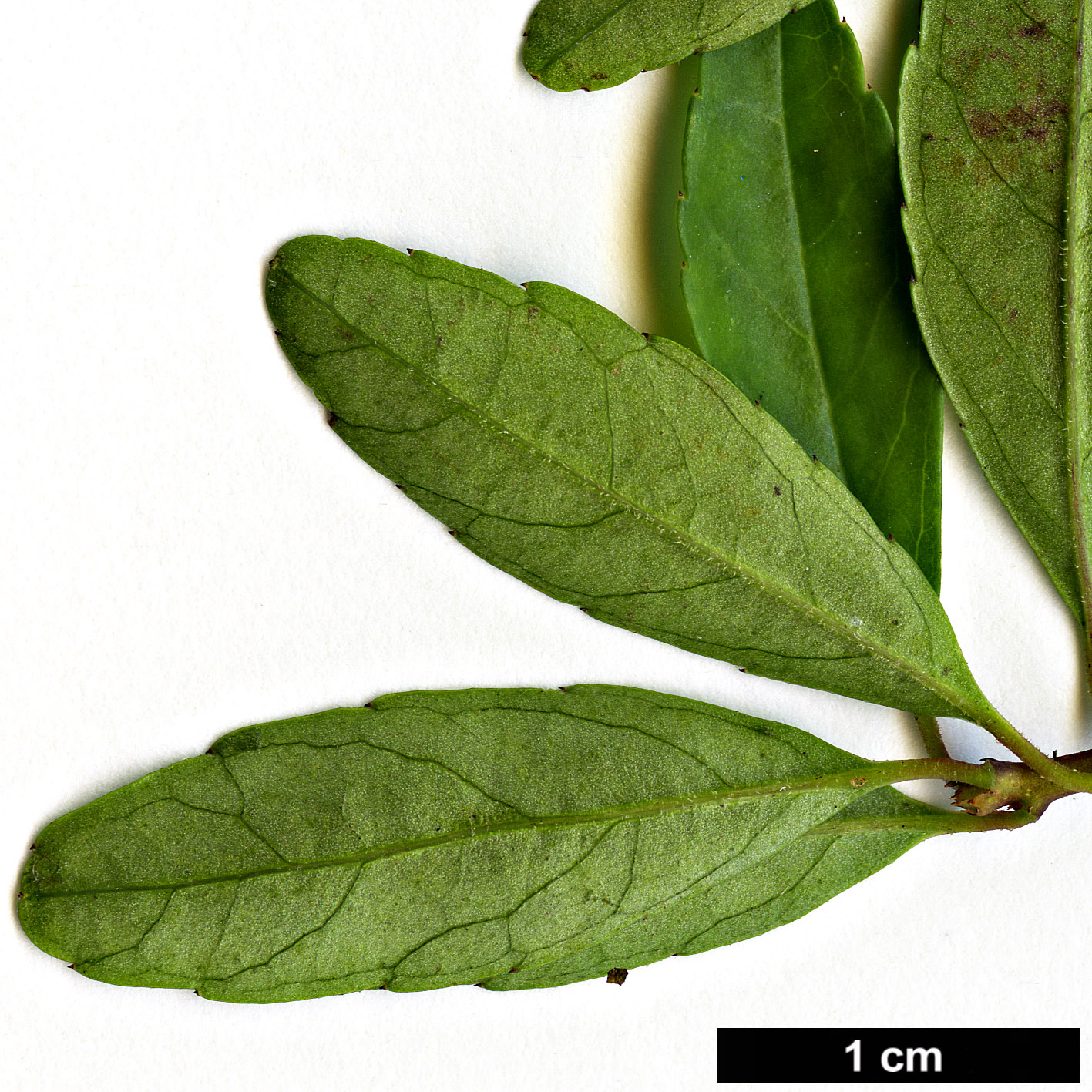 High resolution image: Family: Aquifoliaceae - Genus: Ilex - Taxon: curtisii High resolution image: Family: Aquifoliaceae - Genus: Ilex - Taxon: curtisii