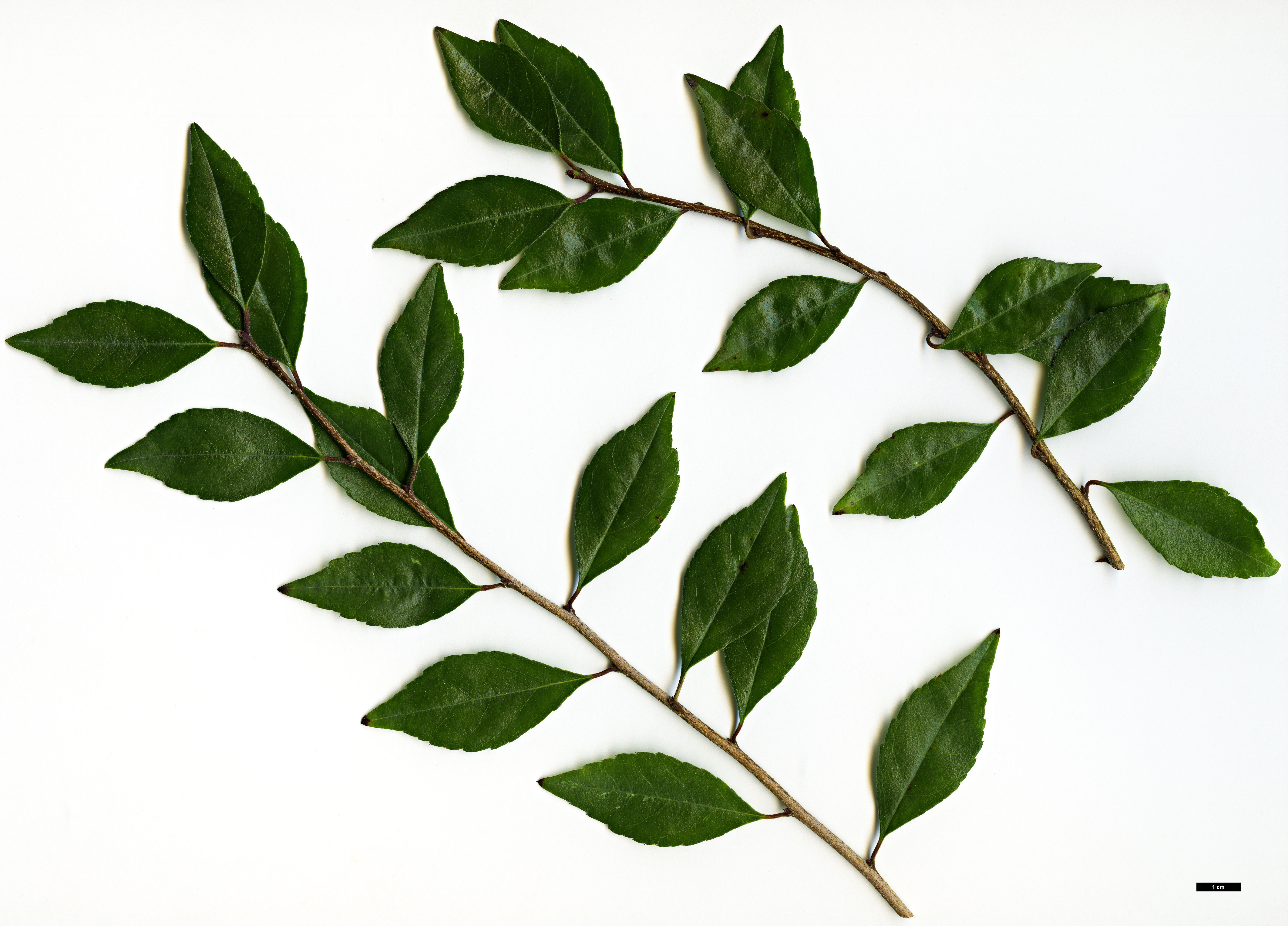 High resolution image: Family: Aquifoliaceae - Genus: Ilex - Taxon: cuthbertii High resolution image: Family: Aquifoliaceae - Genus: Ilex - Taxon: cuthbertii