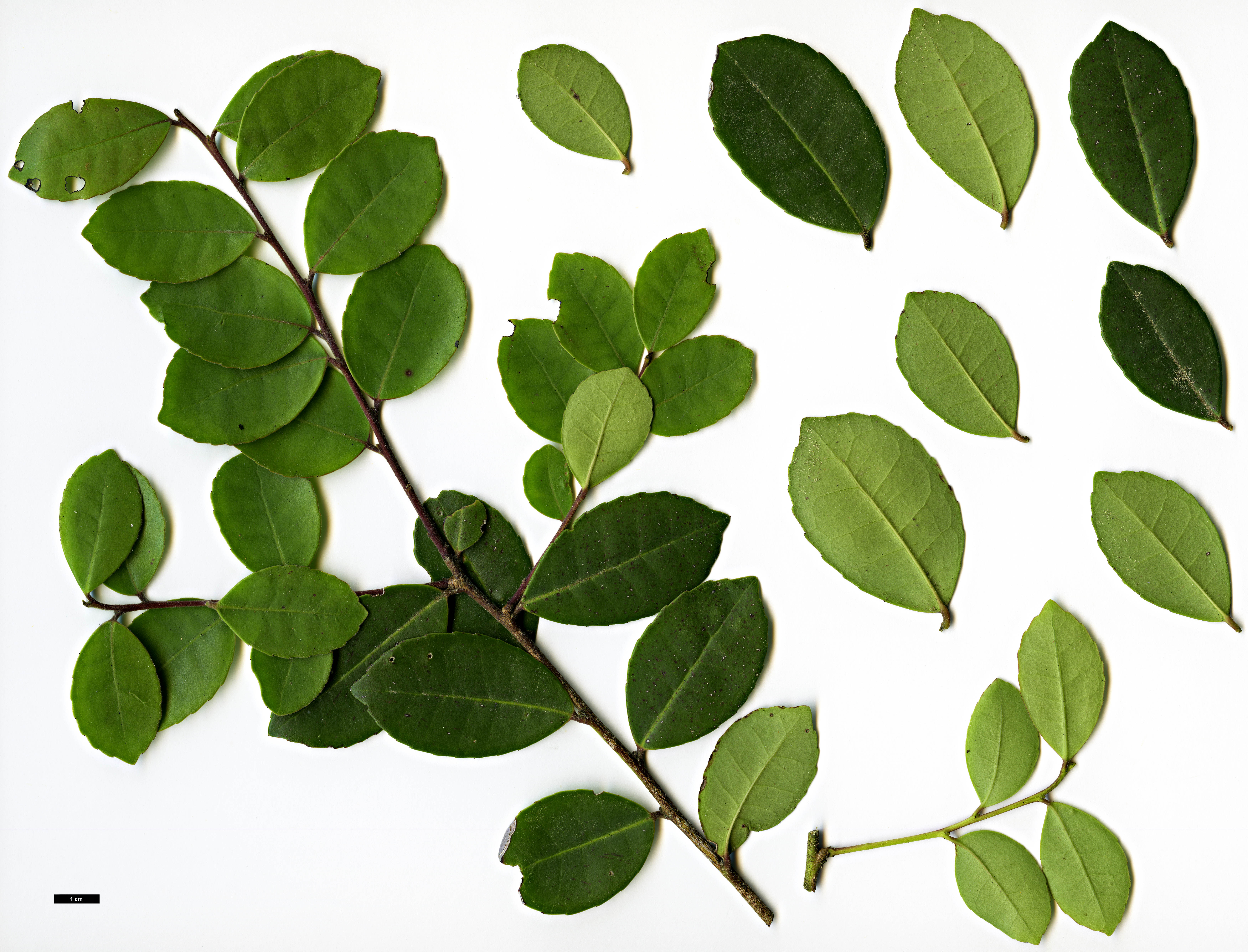 High resolution image: Family: Aquifoliaceae - Genus: Ilex - Taxon: discolor High resolution image: Family: Aquifoliaceae - Genus: Ilex - Taxon: discolor
