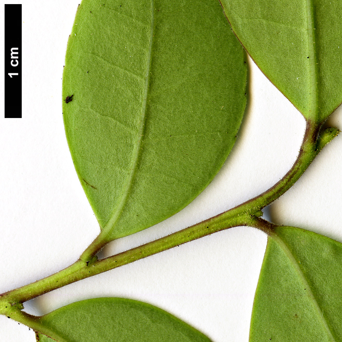 High resolution image: Family: Aquifoliaceae - Genus: Ilex - Taxon: discolor