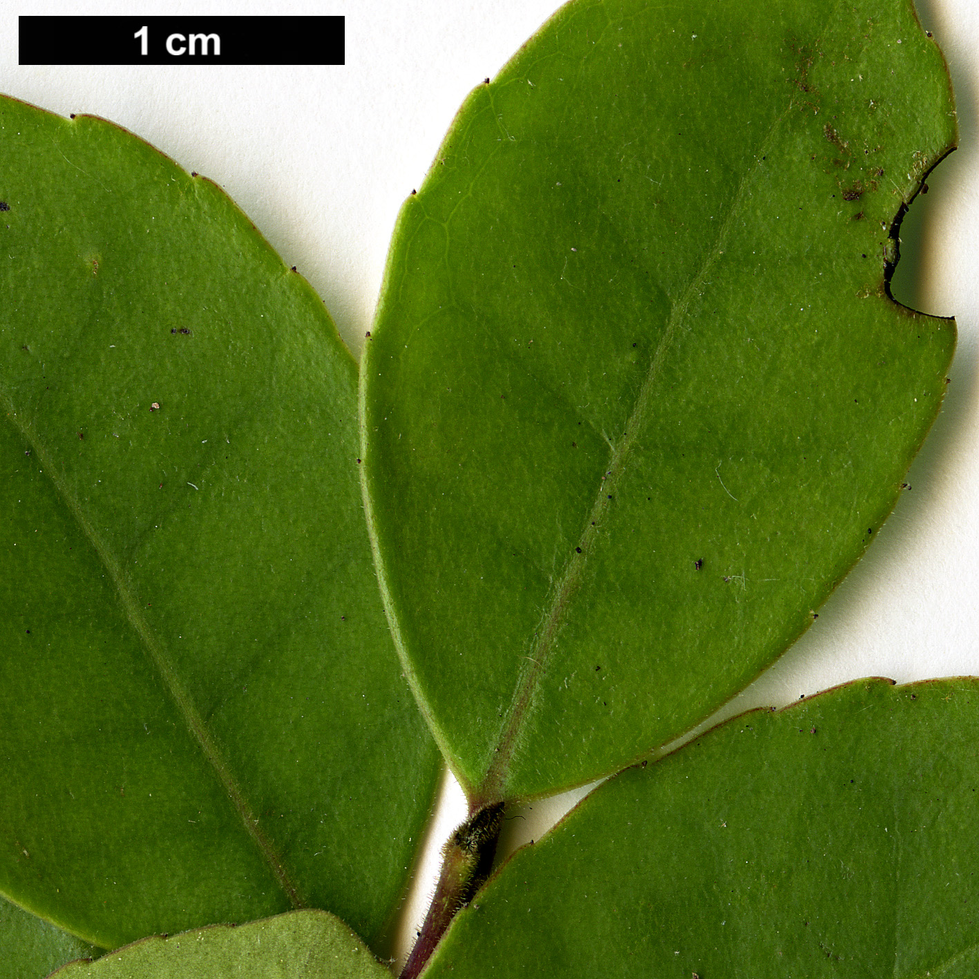 High resolution image: Family: Aquifoliaceae - Genus: Ilex - Taxon: discolor High resolution image: Family: Aquifoliaceae - Genus: Ilex - Taxon: discolor