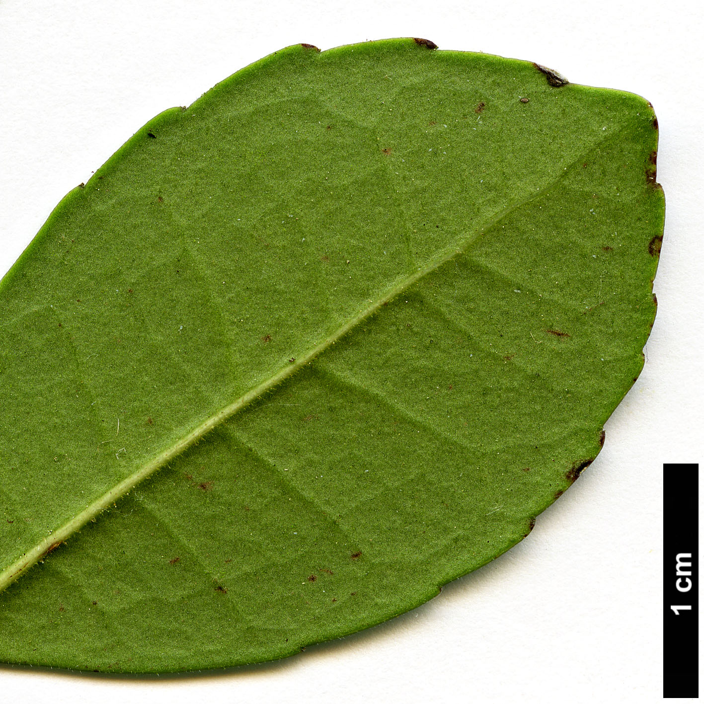 High resolution image: Family: Aquifoliaceae - Genus: Ilex - Taxon: discolor High resolution image: Family: Aquifoliaceae - Genus: Ilex - Taxon: discolor