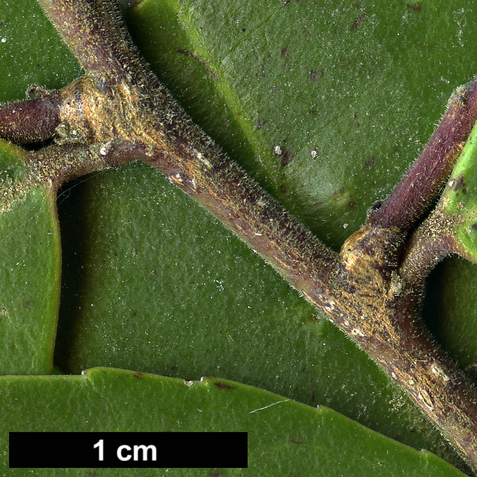 High resolution image: Family: Aquifoliaceae - Genus: Ilex - Taxon: discolor