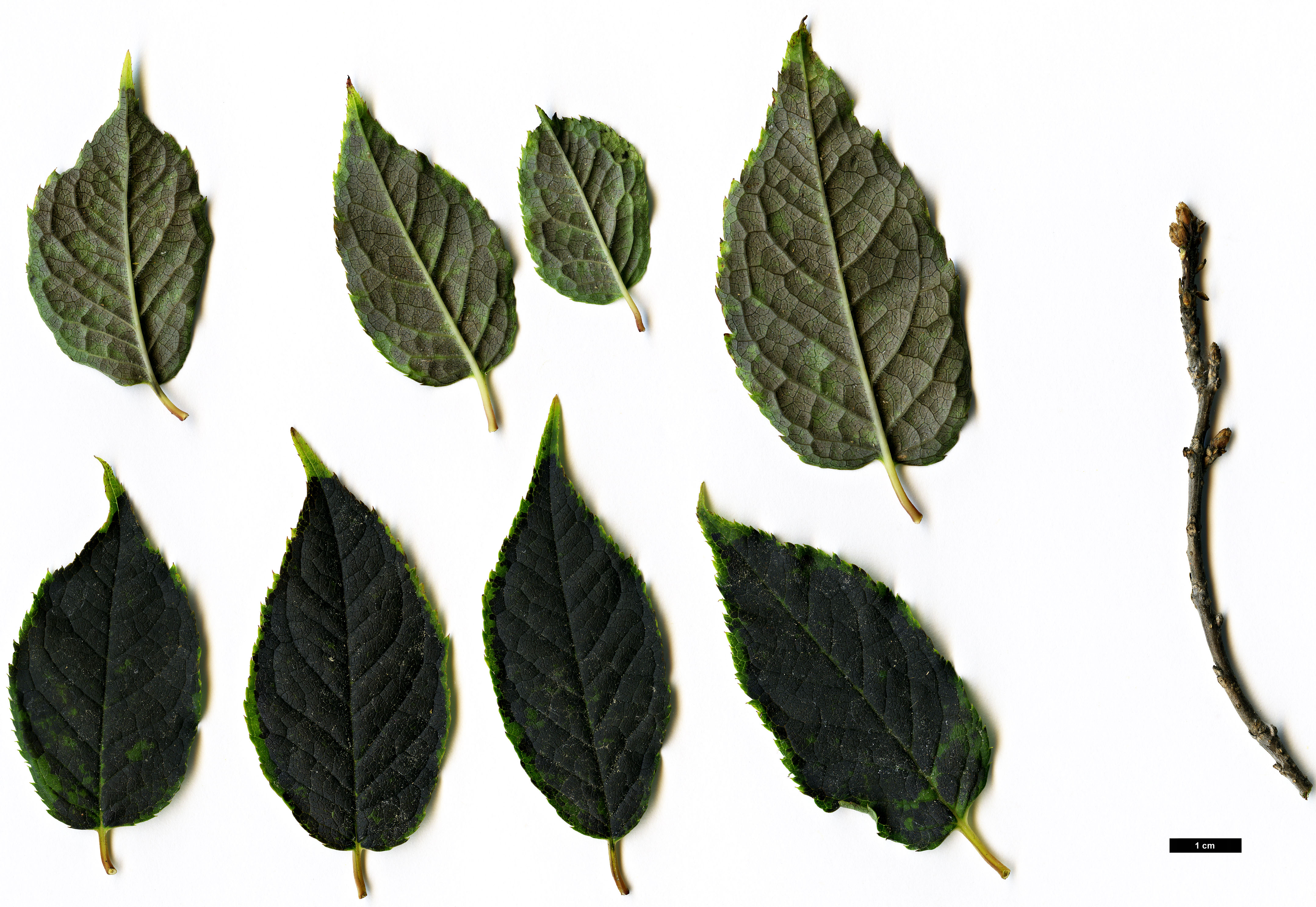 High resolution image: Family: Aquifoliaceae - Genus: Ilex - Taxon: geniculata