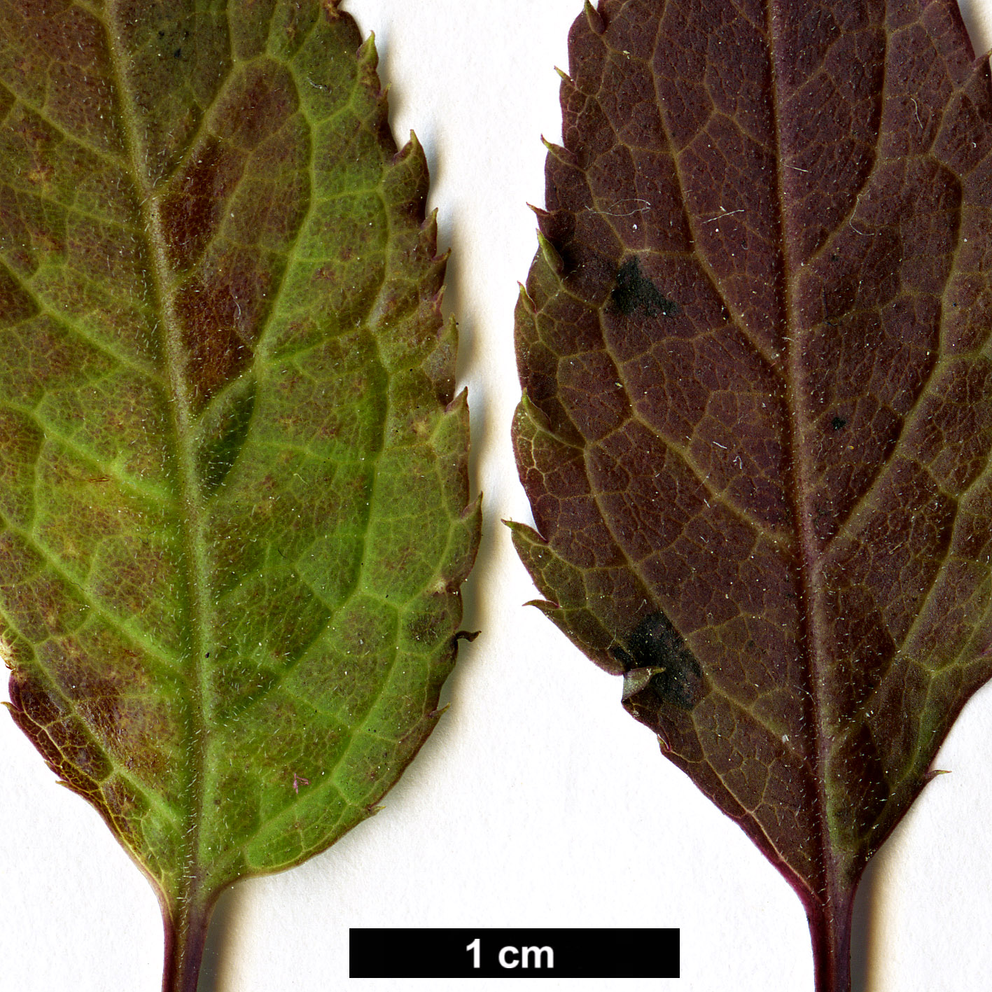 High resolution image: Family: Aquifoliaceae - Genus: Ilex - Taxon: geniculata