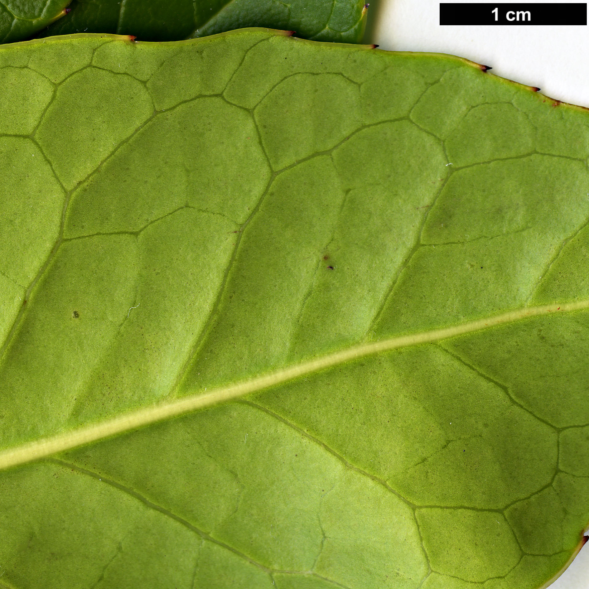 High resolution image: Family: Aquifoliaceae - Genus: Ilex - Taxon: kingiana