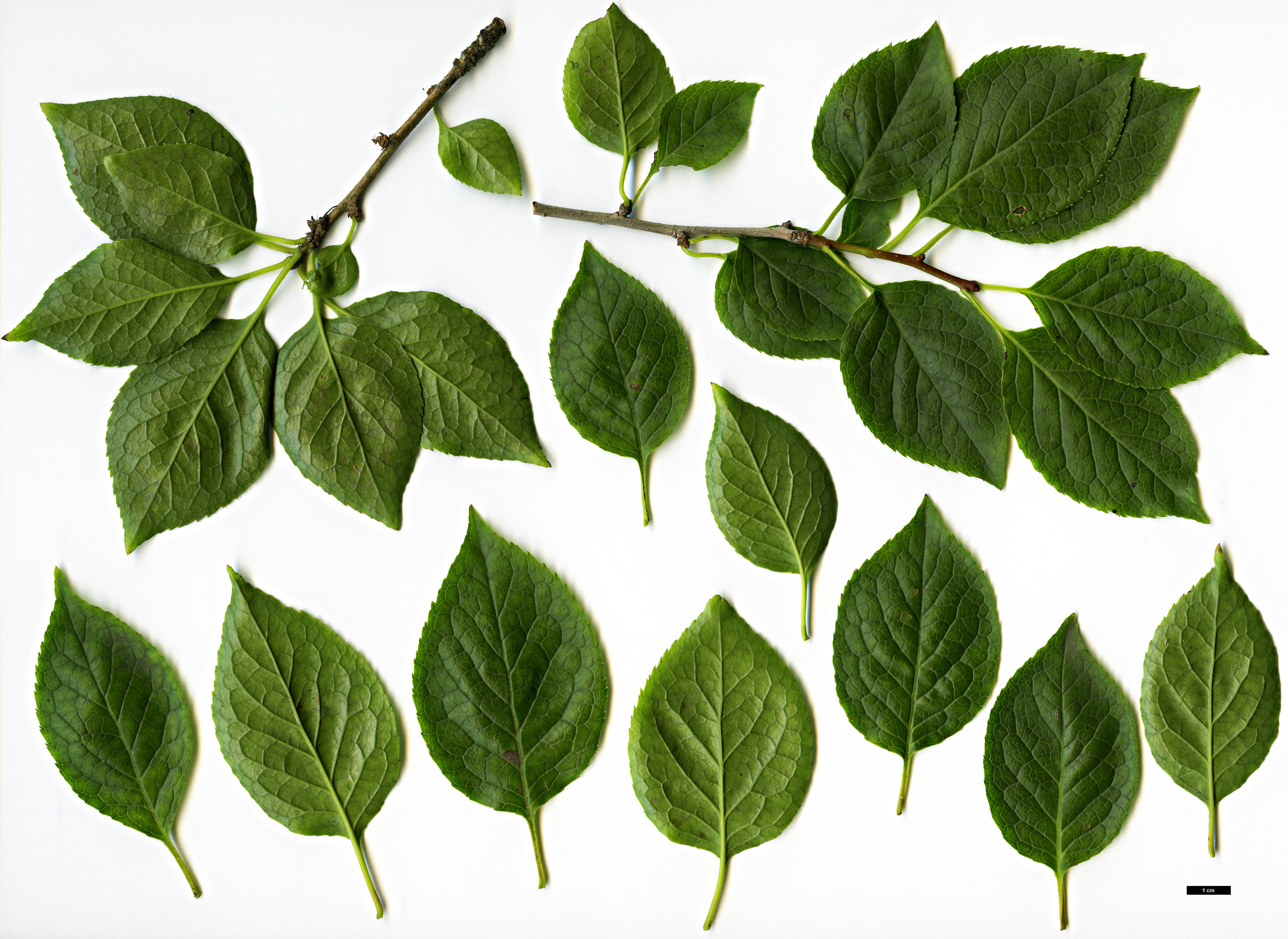 High resolution image: Family: Aquifoliaceae - Genus: Ilex - Taxon: macropoda High resolution image: Family: Aquifoliaceae - Genus: Ilex - Taxon: macropoda