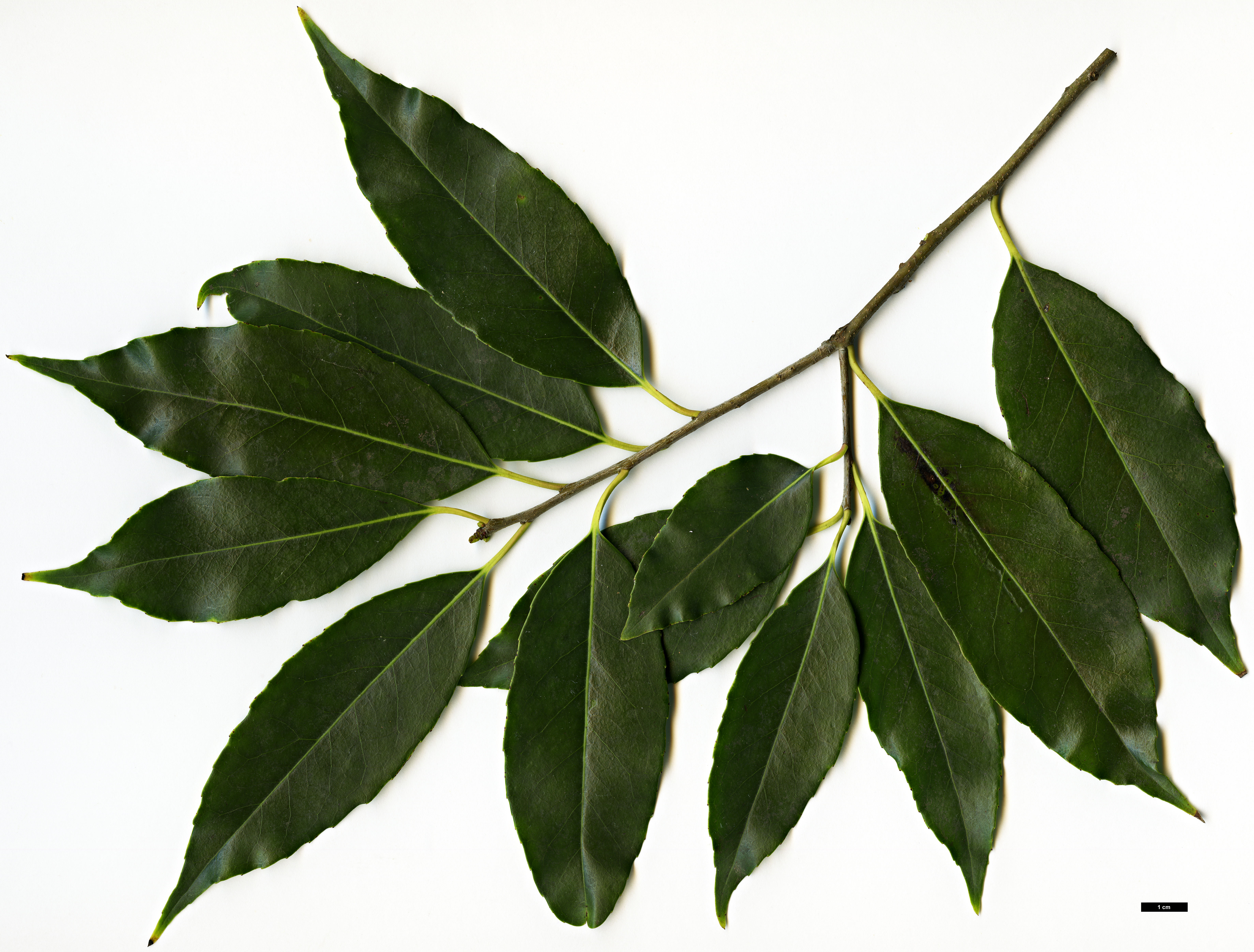 High resolution image: Family: Aquifoliaceae - Genus: Ilex - Taxon: purpurea