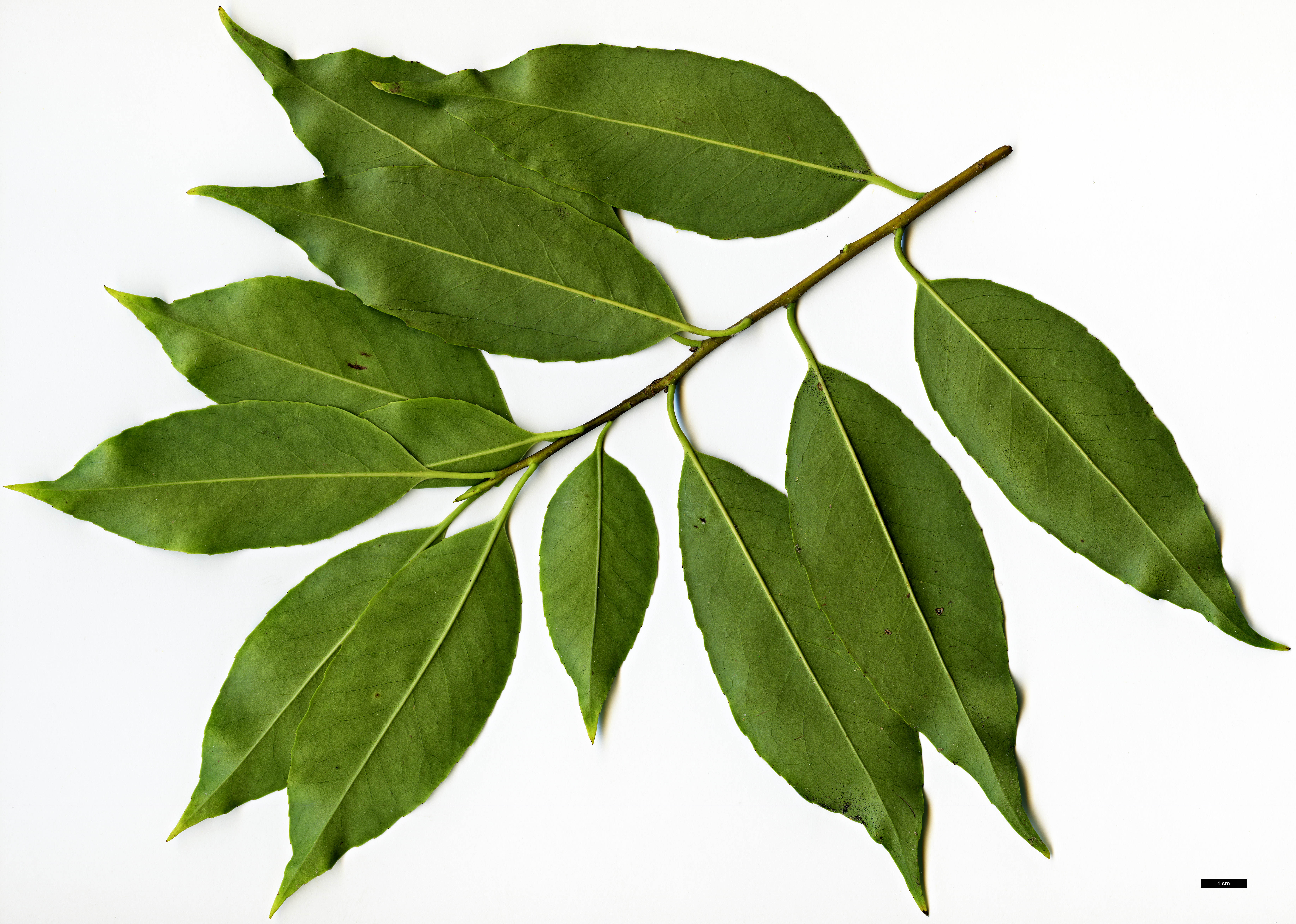 High resolution image: Family: Aquifoliaceae - Genus: Ilex - Taxon: purpurea