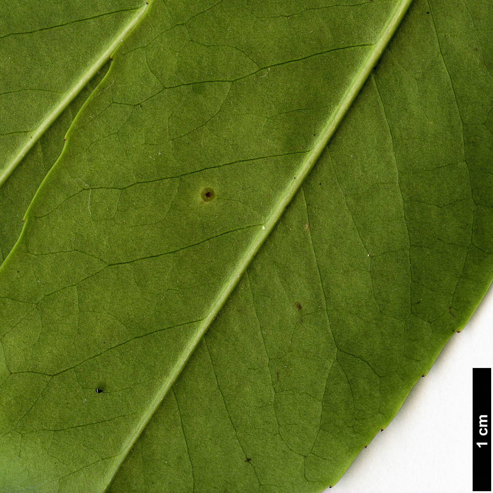 High resolution image: Family: Aquifoliaceae - Genus: Ilex - Taxon: purpurea