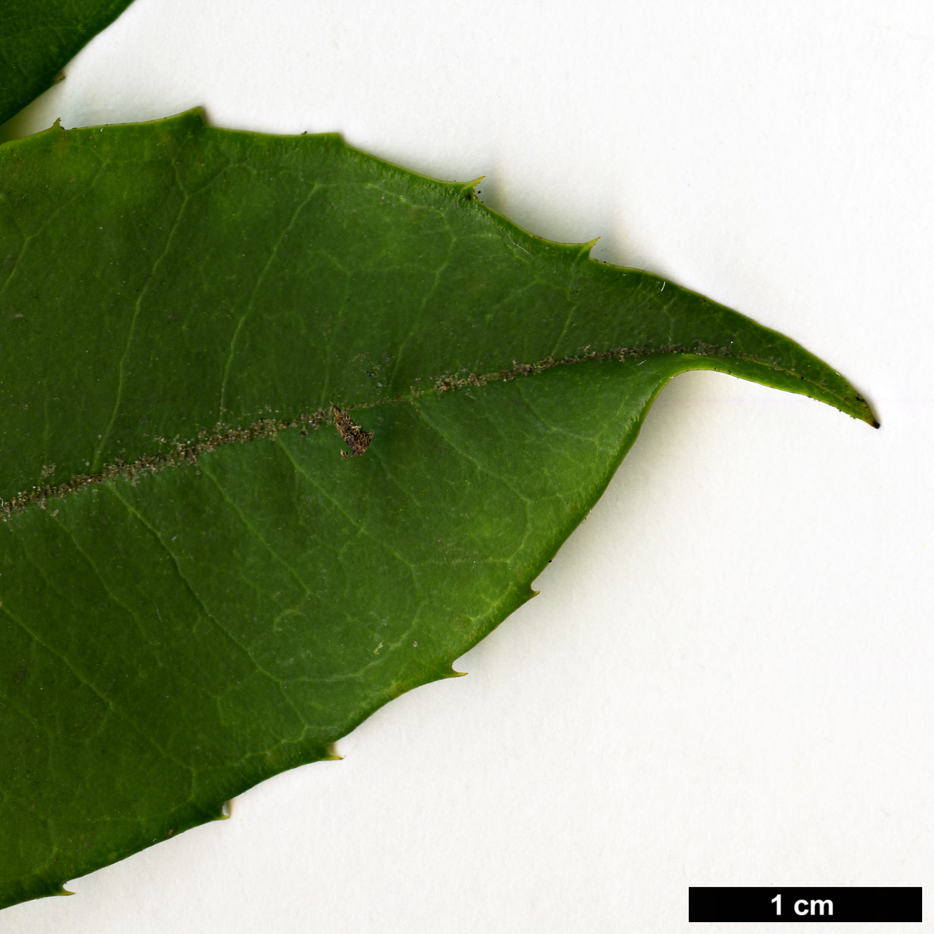 High resolution image: Family: Aquifoliaceae - Genus: Ilex - Taxon: rubra High resolution image: Family: Aquifoliaceae - Genus: Ilex - Taxon: rubra