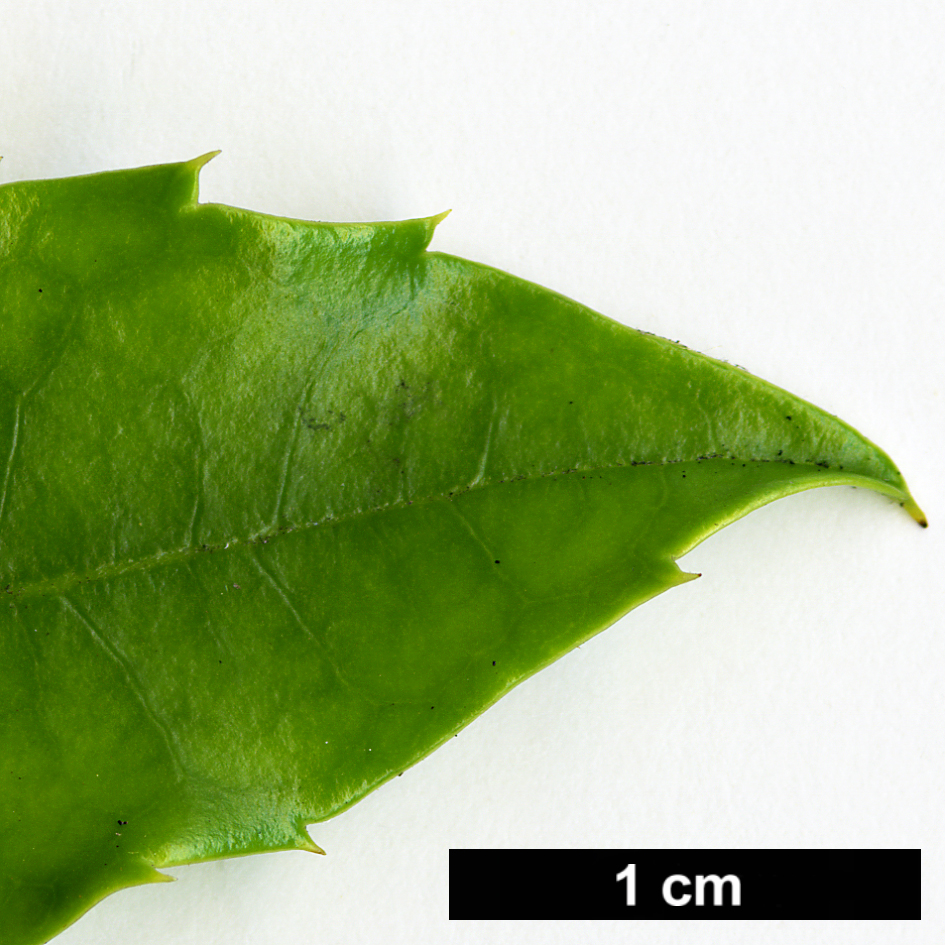 High resolution image: Family: Aquifoliaceae - Genus: Ilex - Taxon: rubra High resolution image: Family: Aquifoliaceae - Genus: Ilex - Taxon: rubra