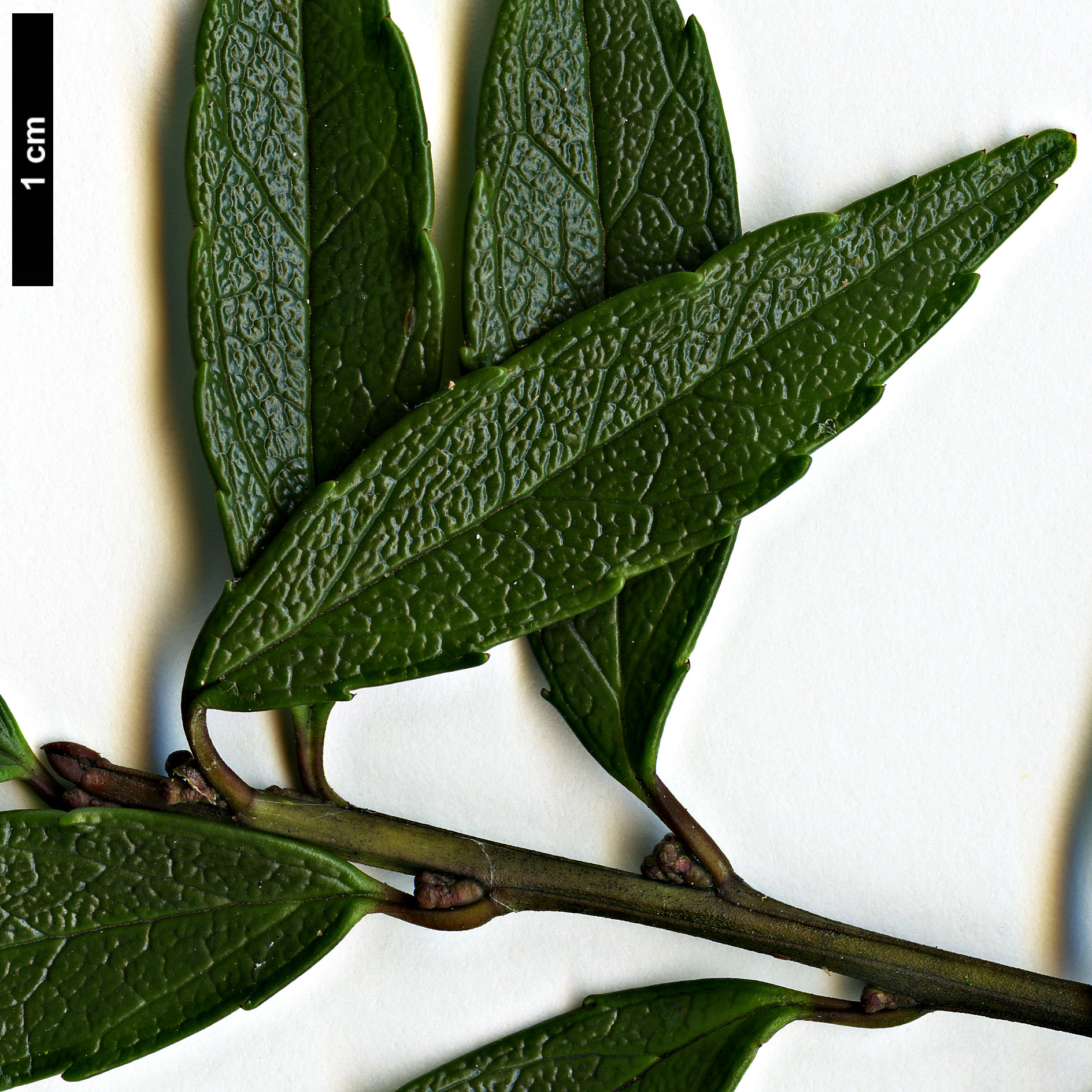 High resolution image: Family: Aquifoliaceae - Genus: Ilex - Taxon: rugosa