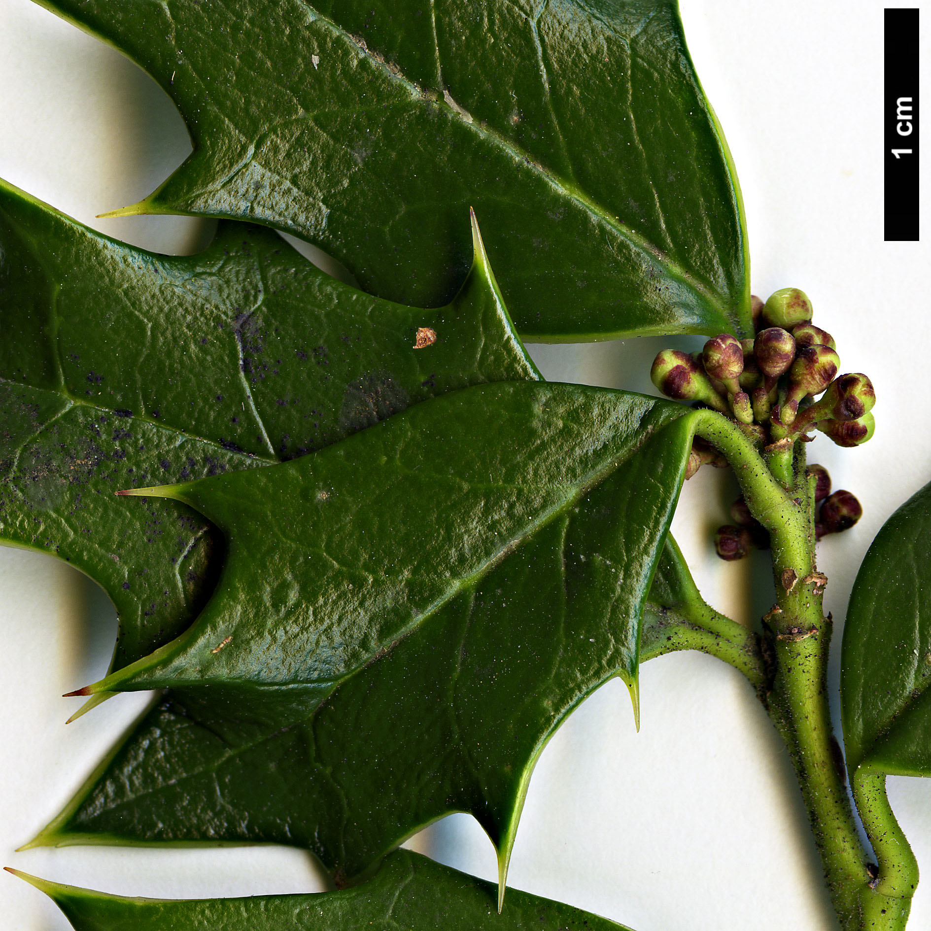 High resolution image: Family: Aquifoliaceae - Genus: Ilex - Taxon: spinigera High resolution image: Family: Aquifoliaceae - Genus: Ilex - Taxon: spinigera
