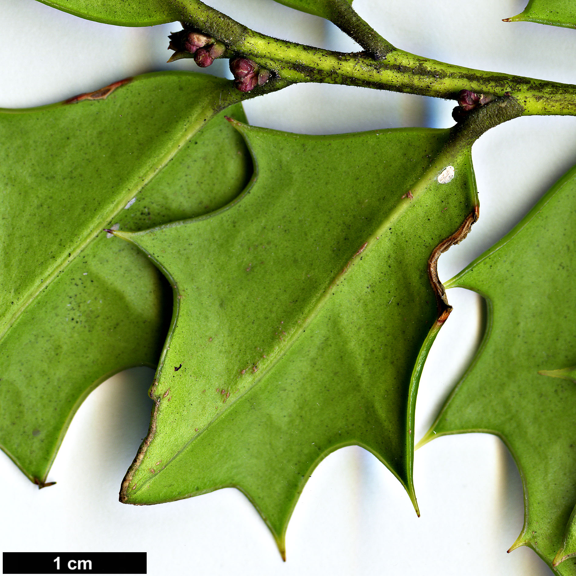 High resolution image: Family: Aquifoliaceae - Genus: Ilex - Taxon: spinigera High resolution image: Family: Aquifoliaceae - Genus: Ilex - Taxon: spinigera