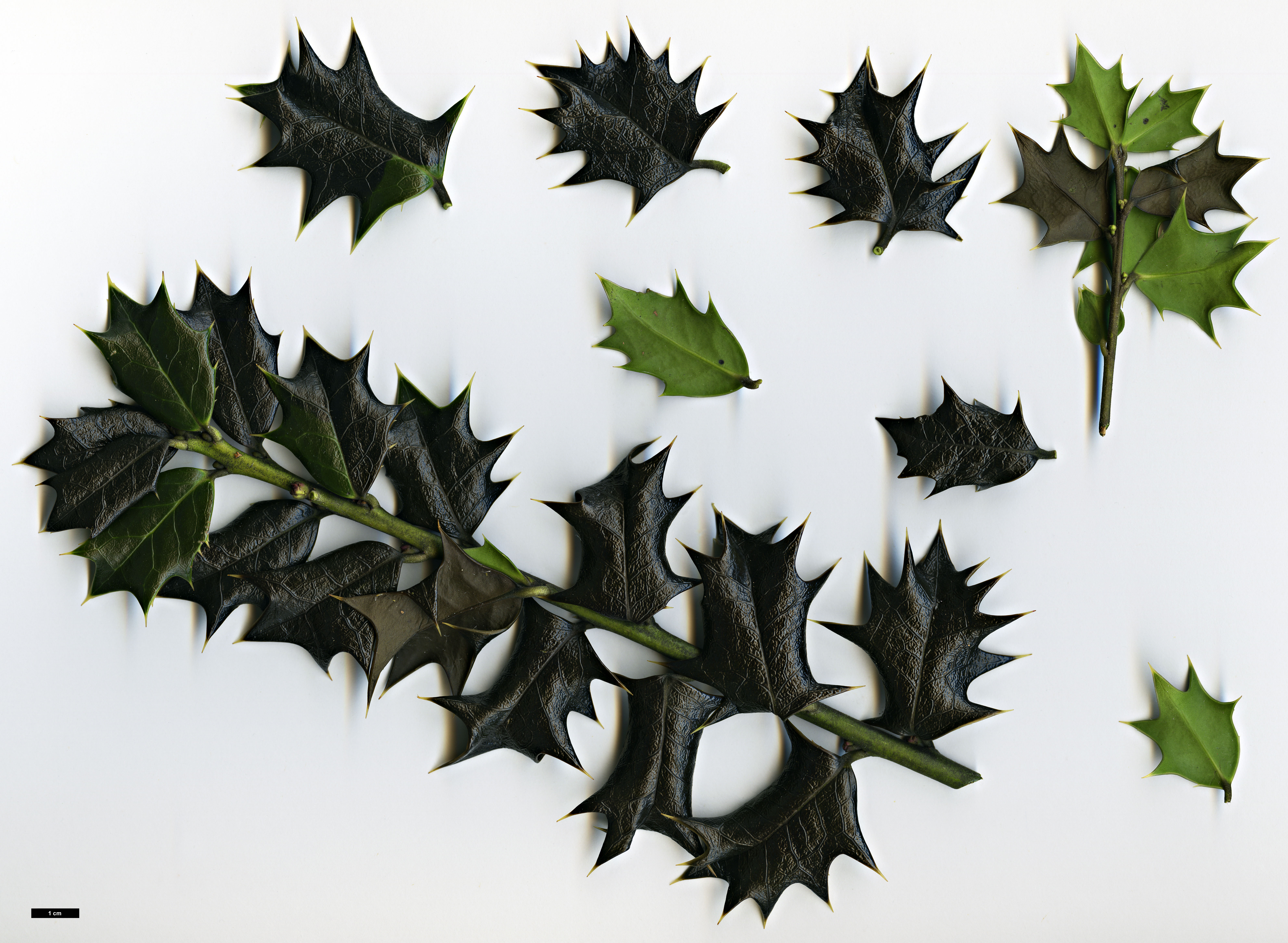 High resolution image: Family: Aquifoliaceae - Genus: Ilex - Taxon: spinigera High resolution image: Family: Aquifoliaceae - Genus: Ilex - Taxon: spinigera