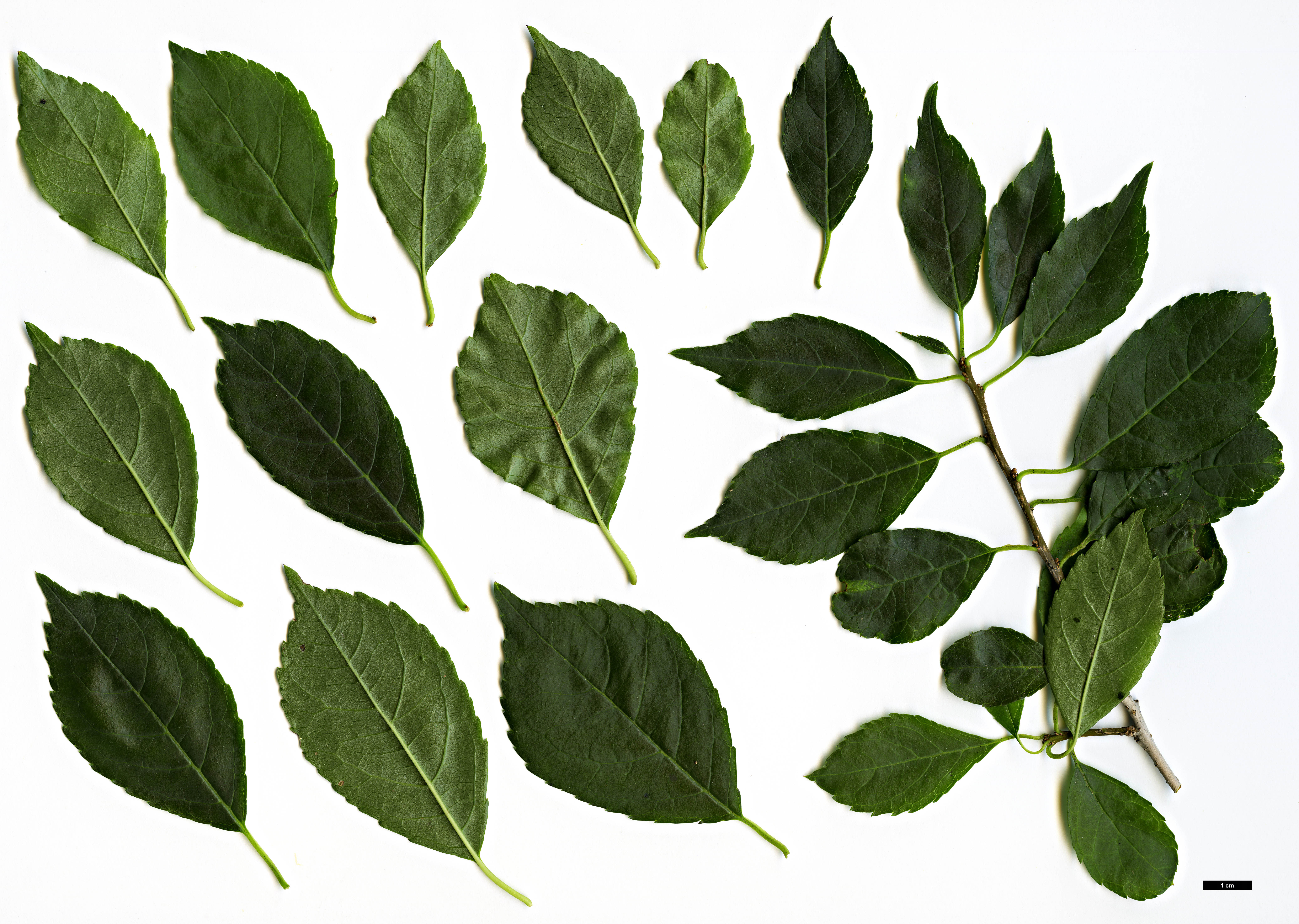 High resolution image: Family: Aquifoliaceae - Genus: Ilex - Taxon: verticillata