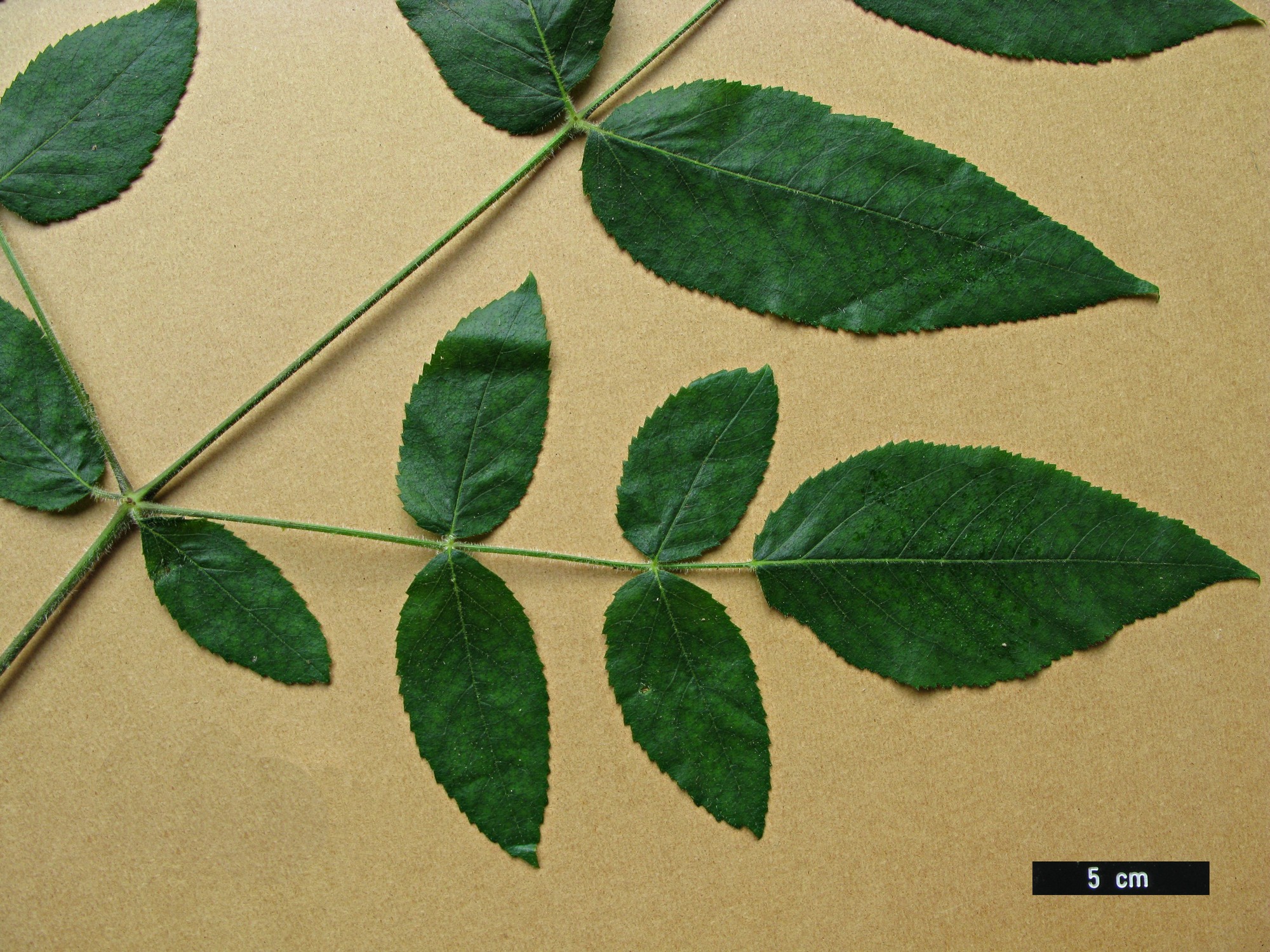 High resolution image: Family: Araliaceae - Genus: Aralia - Taxon: echinocaulis High resolution image: Family: Araliaceae - Genus: Aralia - Taxon: echinocaulis