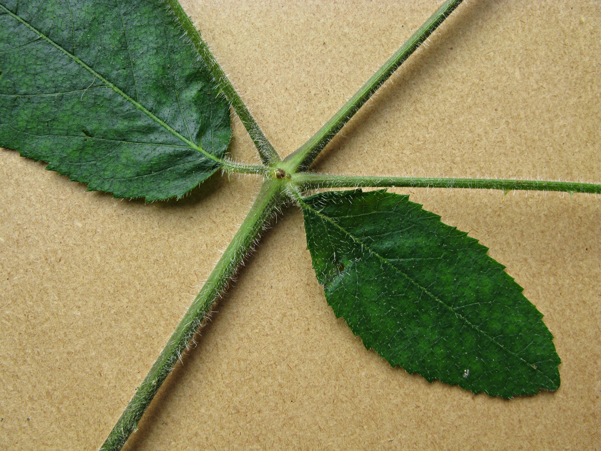 High resolution image: Family: Araliaceae - Genus: Aralia - Taxon: echinocaulis High resolution image: Family: Araliaceae - Genus: Aralia - Taxon: echinocaulis